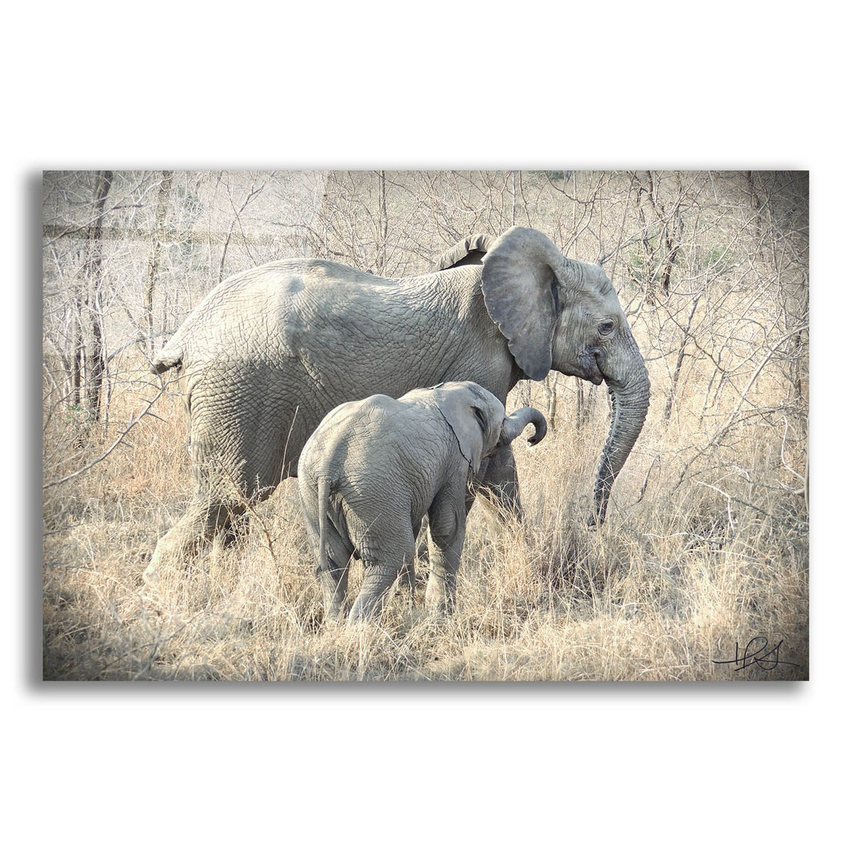 Epic Art ' Elephants' by Helene Sobol, Acrylic Glass Wall Art