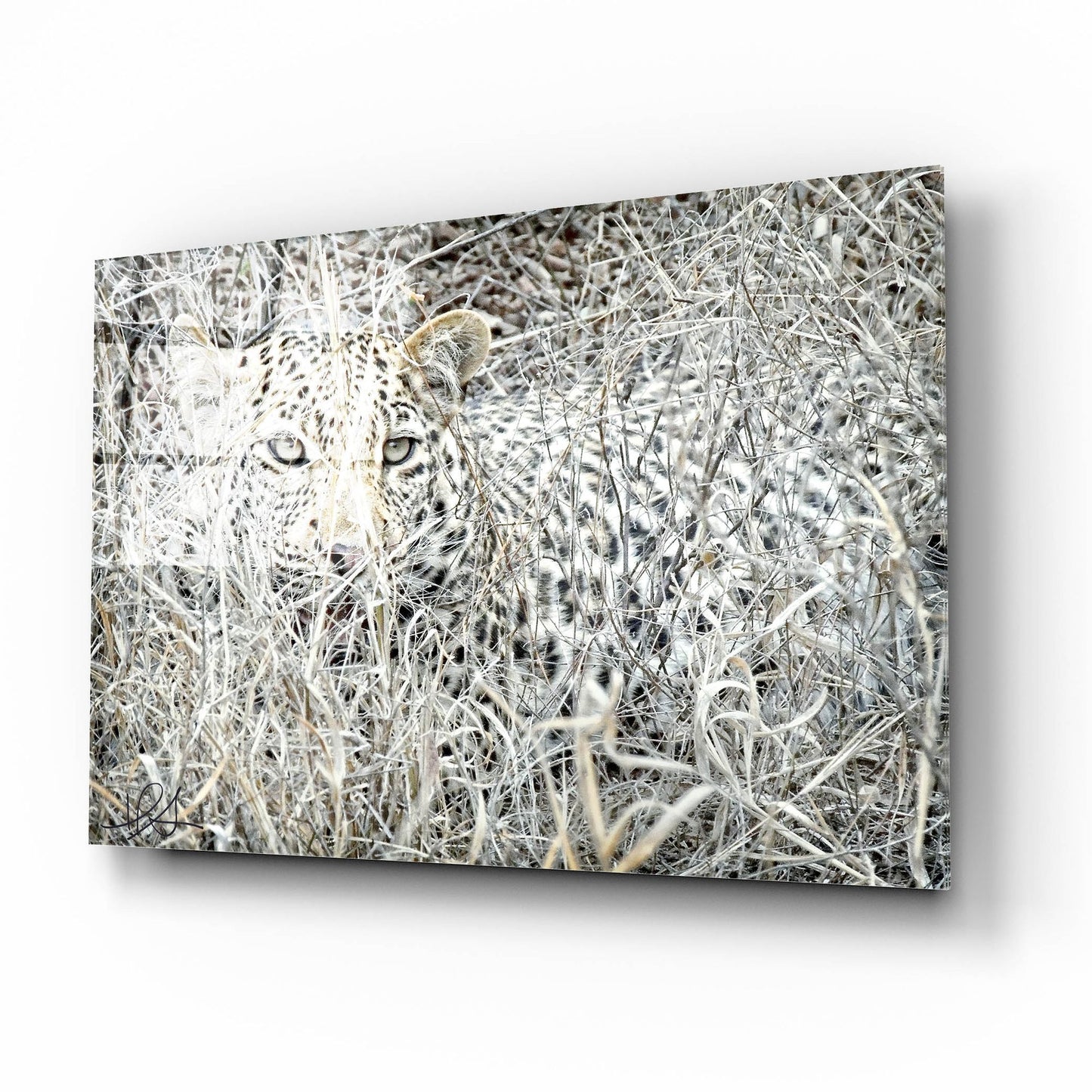 Epic Art ' Leopard' by Helene Sobol, Acrylic Glass Wall Art,16x12