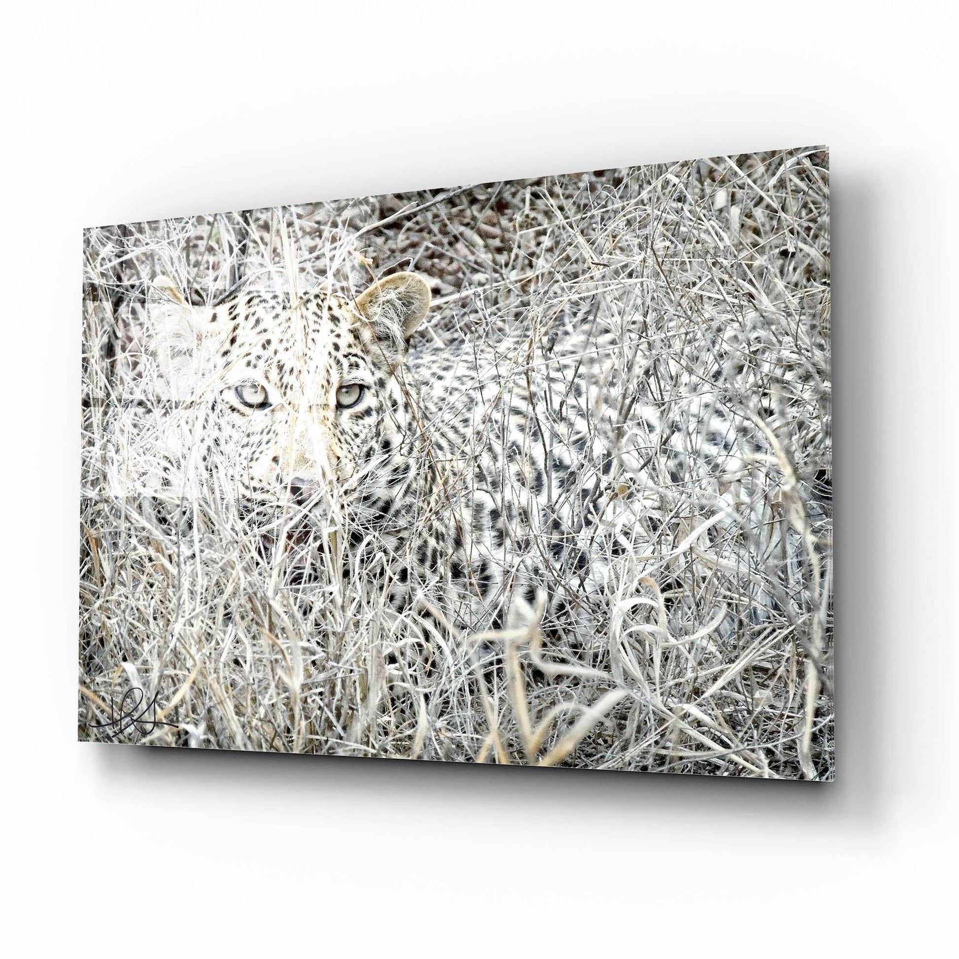 Epic Art ' Leopard' by Helene Sobol, Acrylic Glass Wall Art,16x12