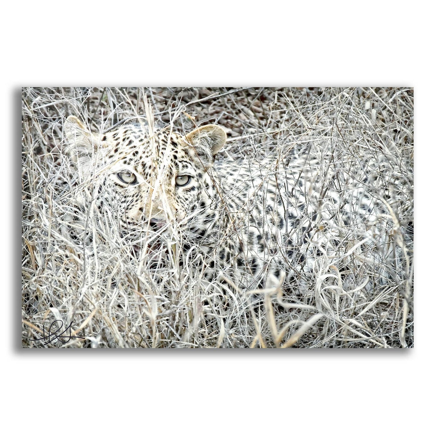 Epic Art ' Leopard' by Helene Sobol, Acrylic Glass Wall Art,24x16