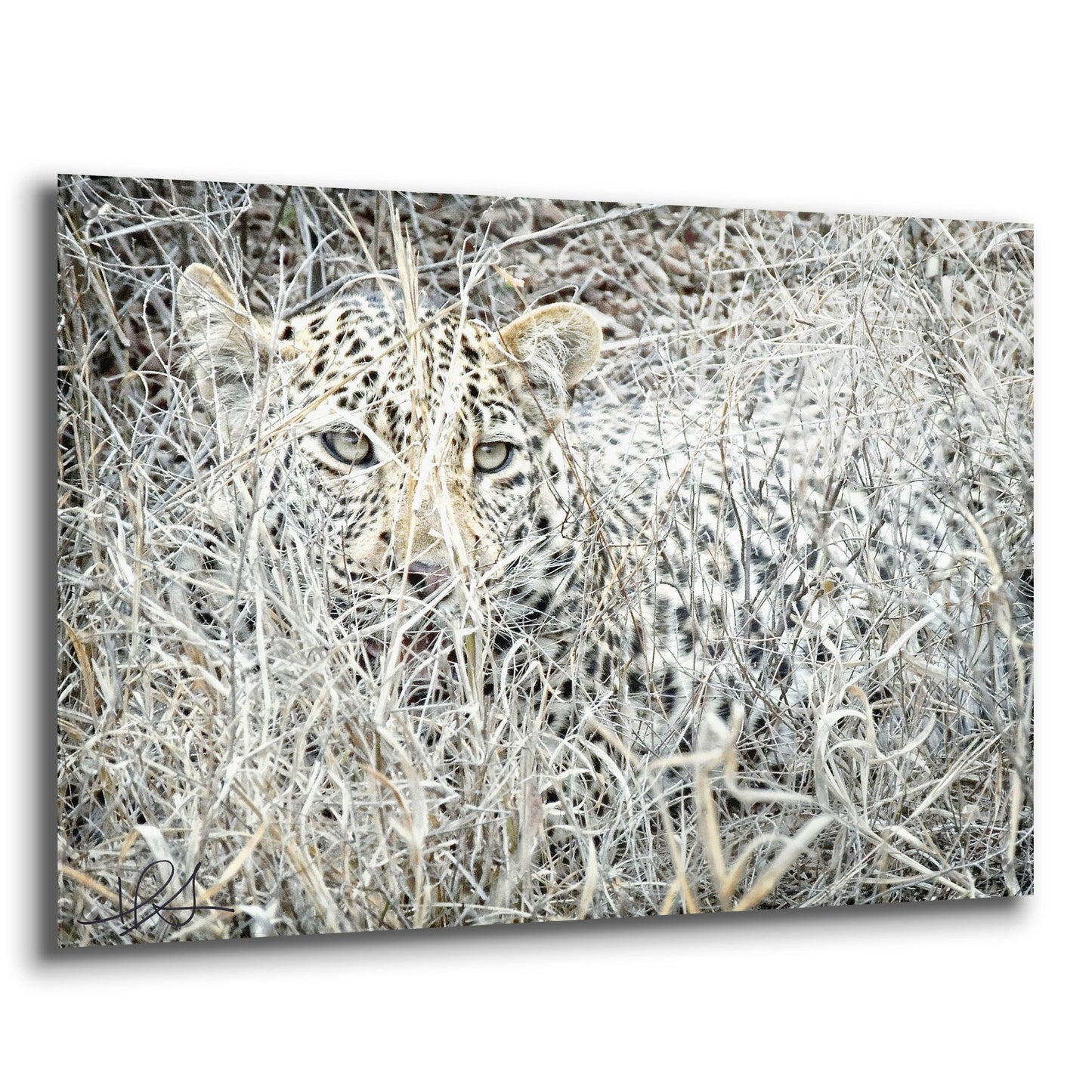 Epic Art ' Leopard' by Helene Sobol, Acrylic Glass Wall Art,36x24