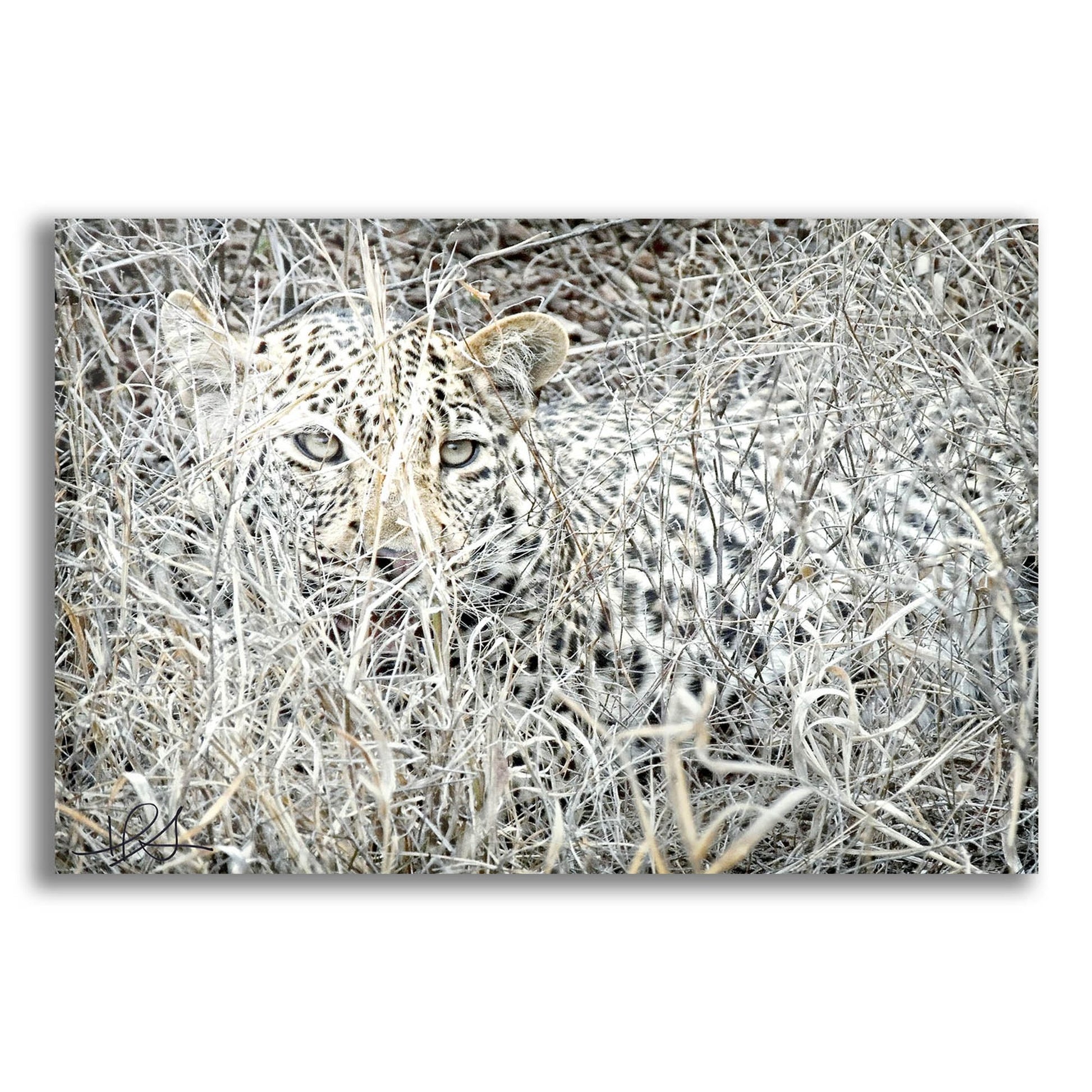 Epic Art ' Leopard' by Helene Sobol, Acrylic Glass Wall Art