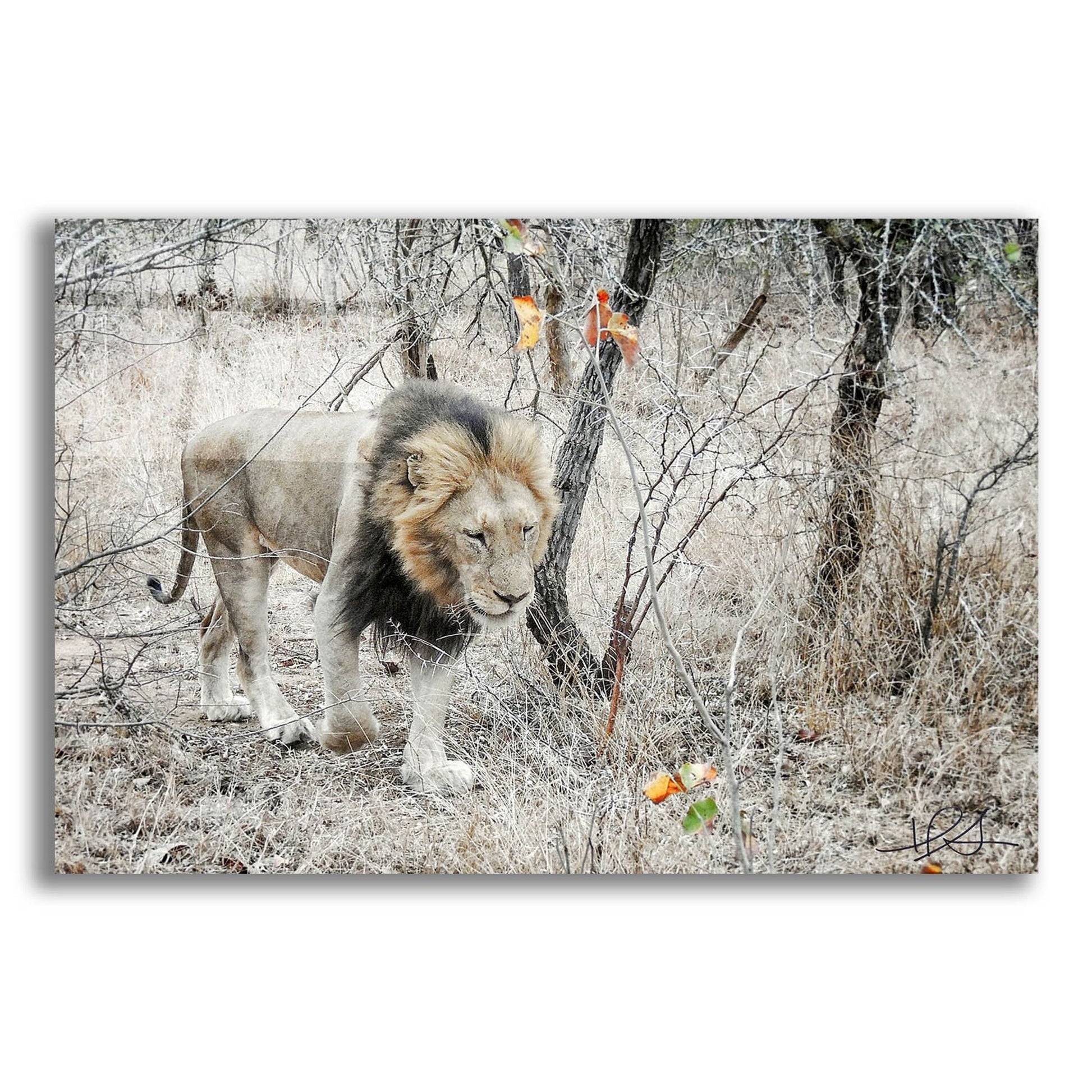 Epic Art ' Lion' by Helene Sobol, Acrylic Glass Wall Art,24x16