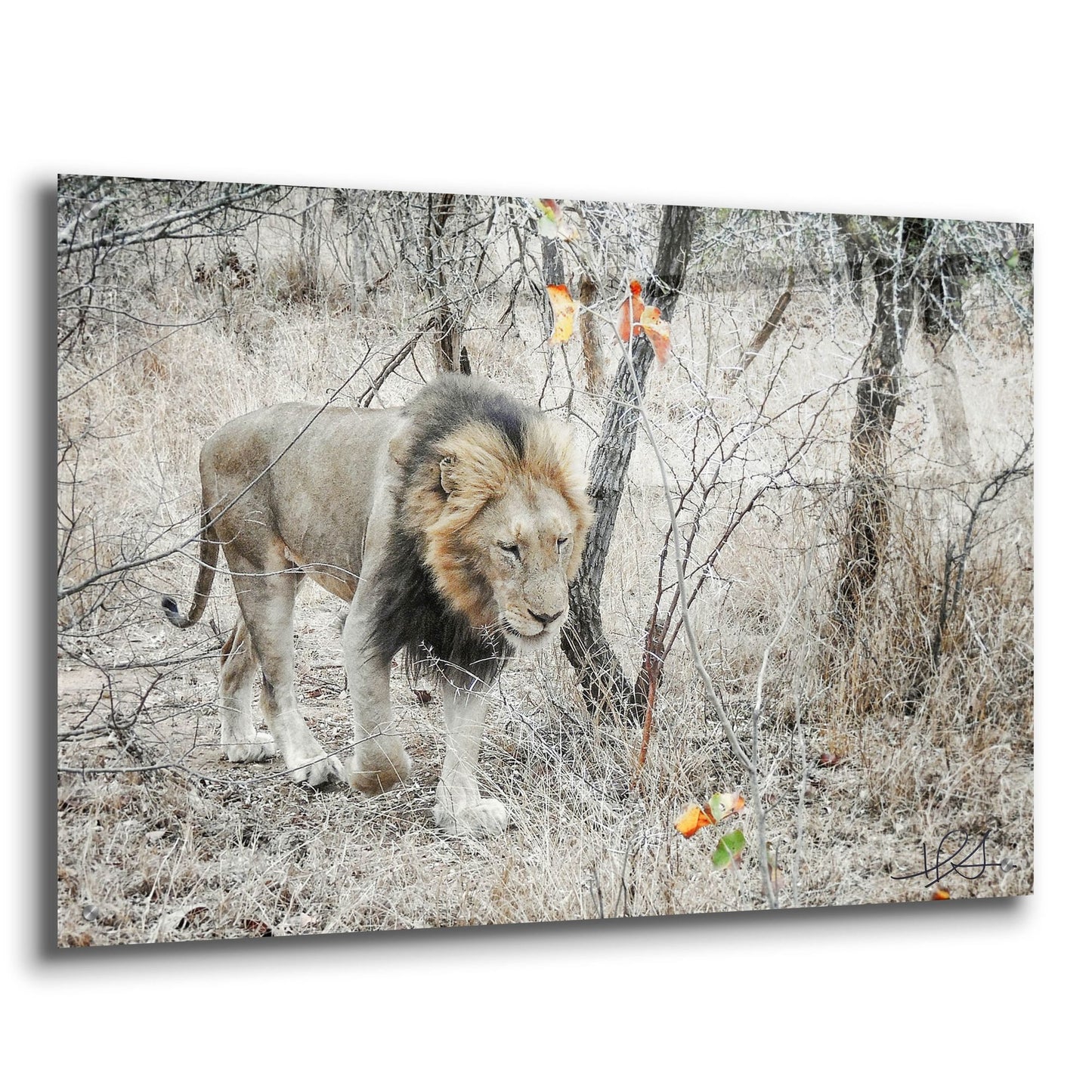 Epic Art ' Lion' by Helene Sobol, Acrylic Glass Wall Art,36x24