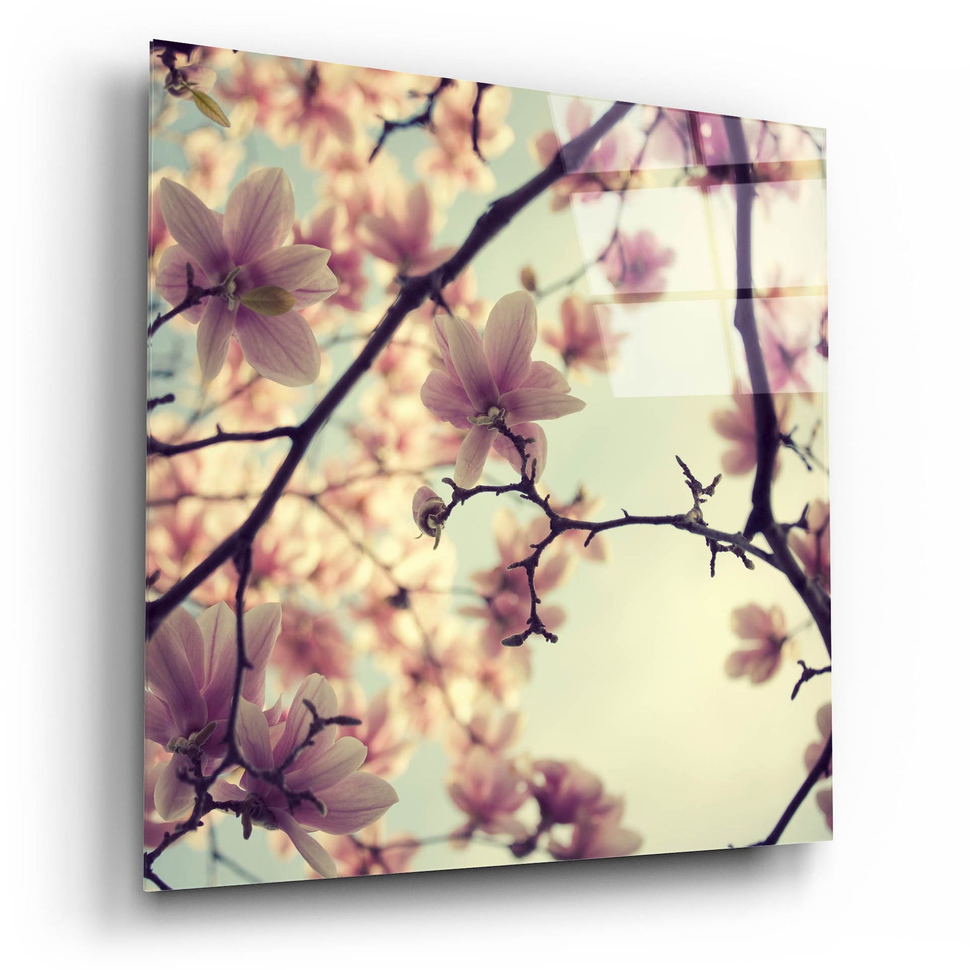 Epic Art ' Pink Blossoms' by Irene Suchocki, Acrylic Glass Wall Art,12x12