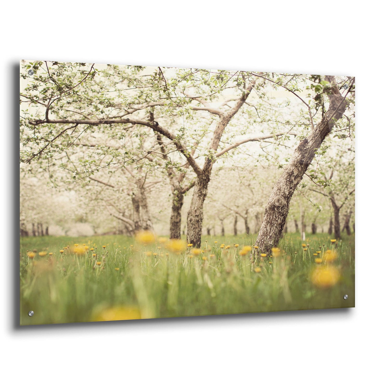 Epic Art ' Quiet Orchard' by Irene Suchocki, Acrylic Glass Wall Art,36x24