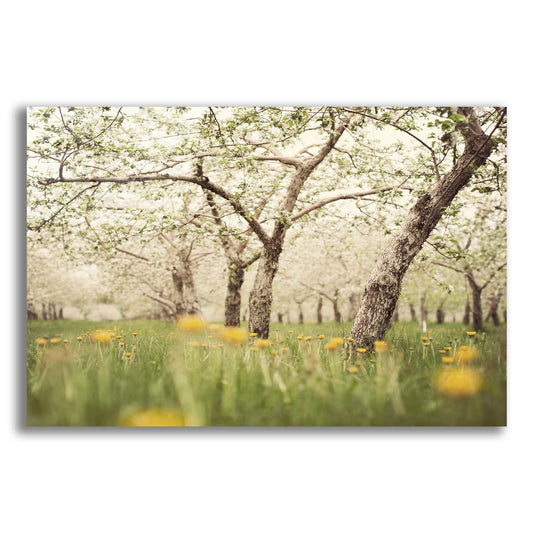 Epic Art ' Quiet Orchard' by Irene Suchocki, Acrylic Glass Wall Art