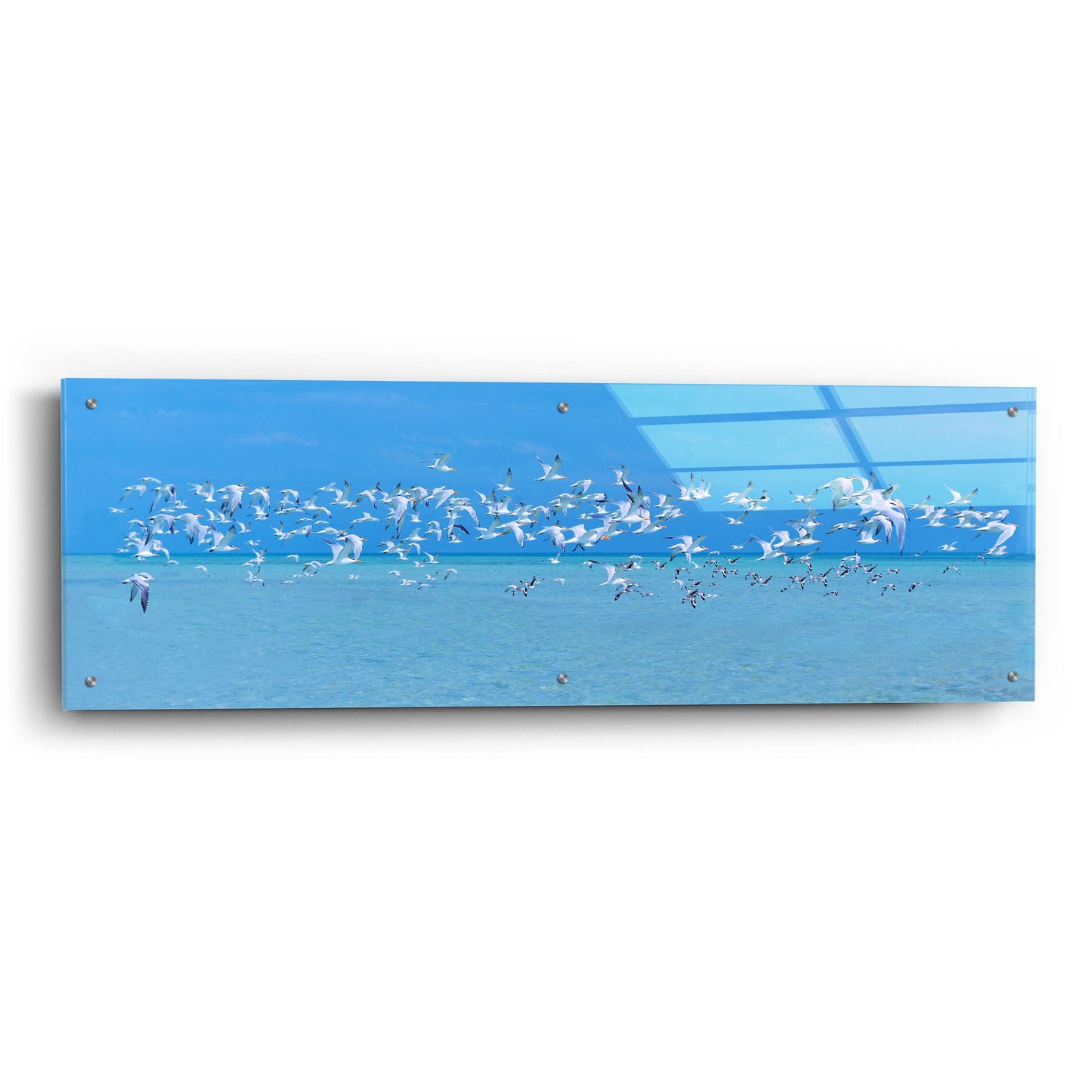 Epic Art ' Sugarlife Seabirds' by Jack Reed, Acrylic Glass Wall Art,48x16