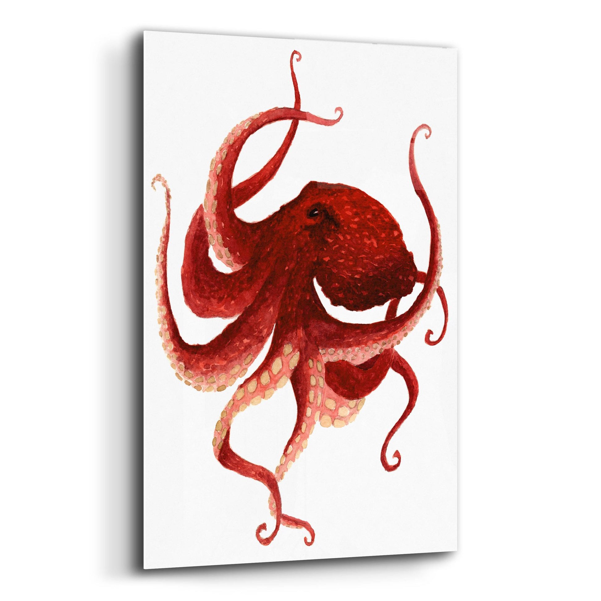 Epic Art ' Giant Pacific Octopus, Red' by Jeannine Saylor, Acrylic Glass Wall Art,12x16