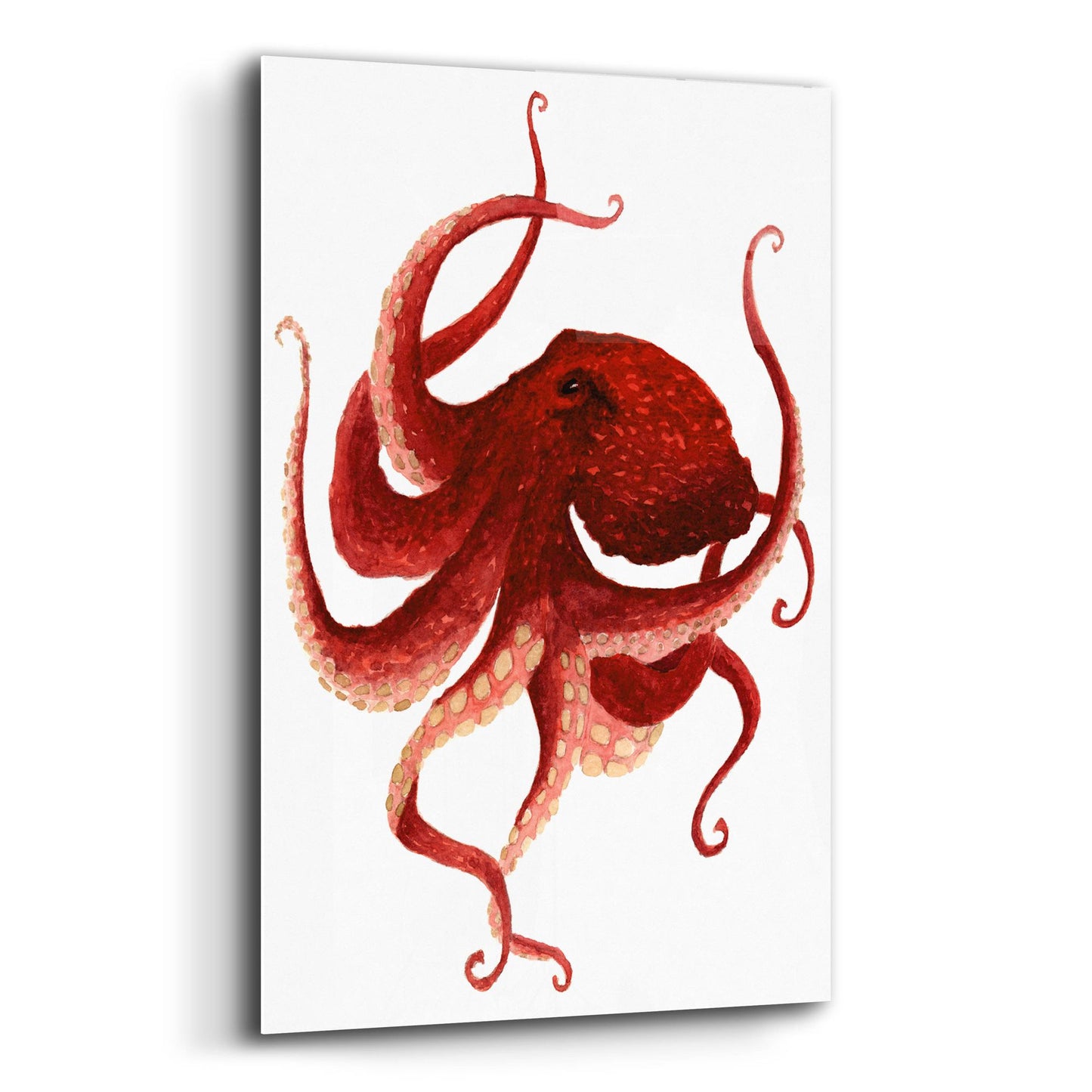 Epic Art ' Giant Pacific Octopus, Red' by Jeannine Saylor, Acrylic Glass Wall Art,16x24