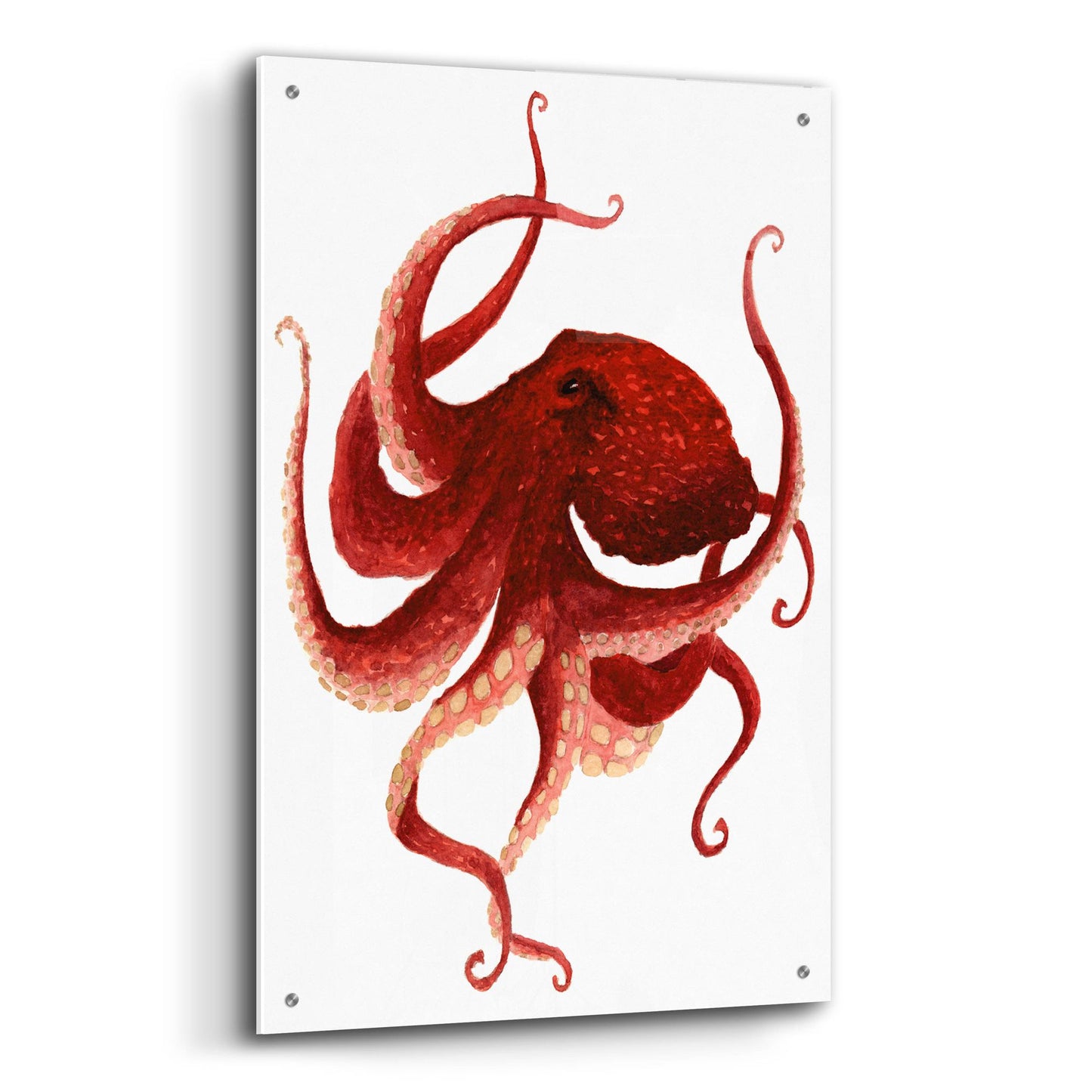 Epic Art ' Giant Pacific Octopus, Red' by Jeannine Saylor, Acrylic Glass Wall Art,24x36