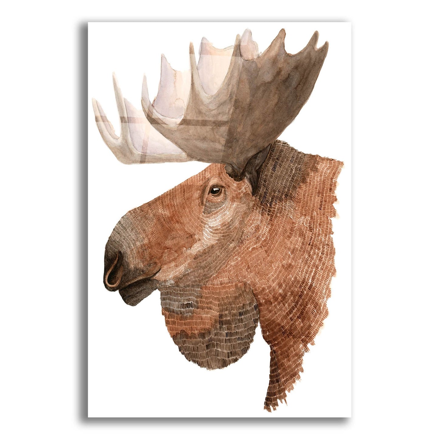 Epic Art ' Moose' by Jeannine Saylor, Acrylic Glass Wall Art