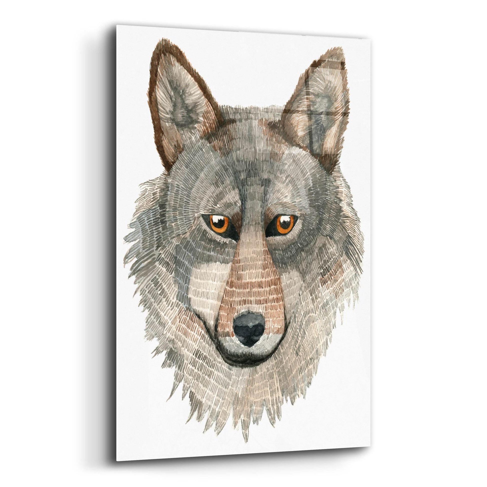 Epic Art ' Wolf' by Jeannine Saylor, Acrylic Glass Wall Art,12x16