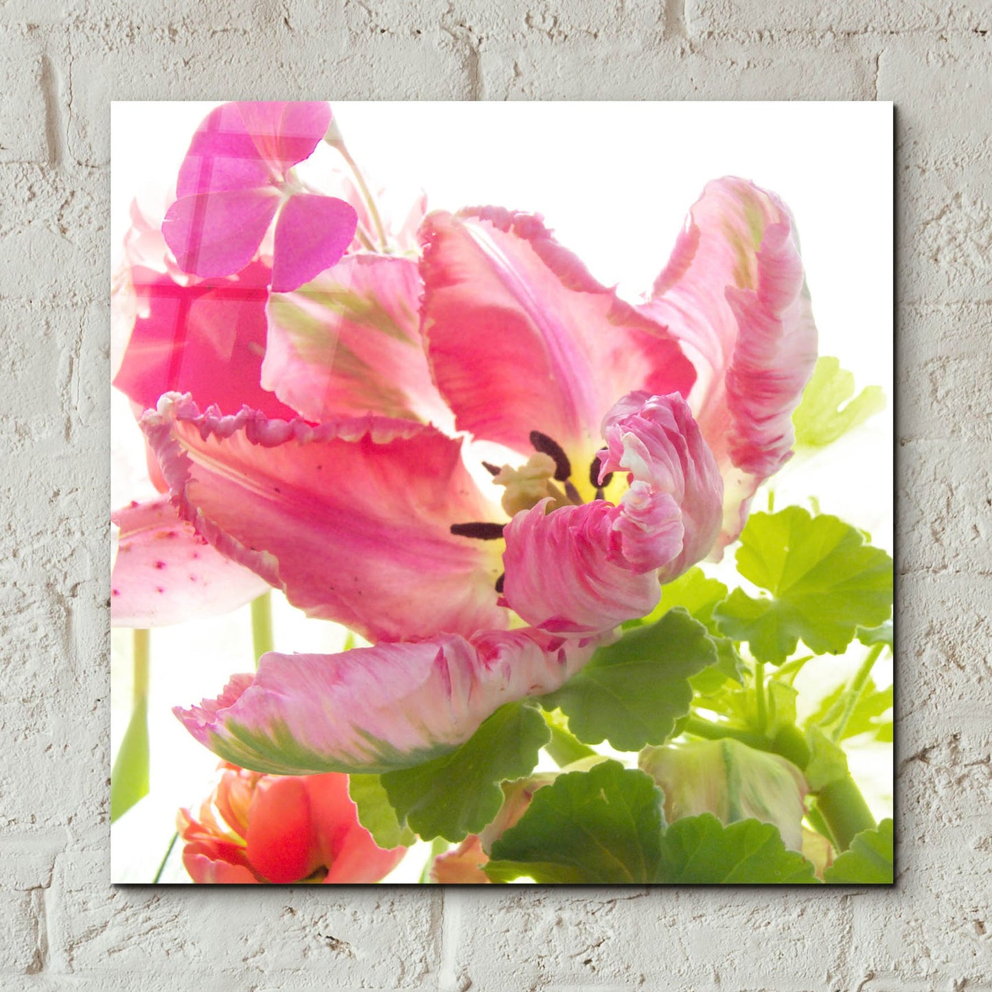 Epic Art ' Parrot Tulip One' by Judy Stalus, Acrylic Glass Wall Art,12x12