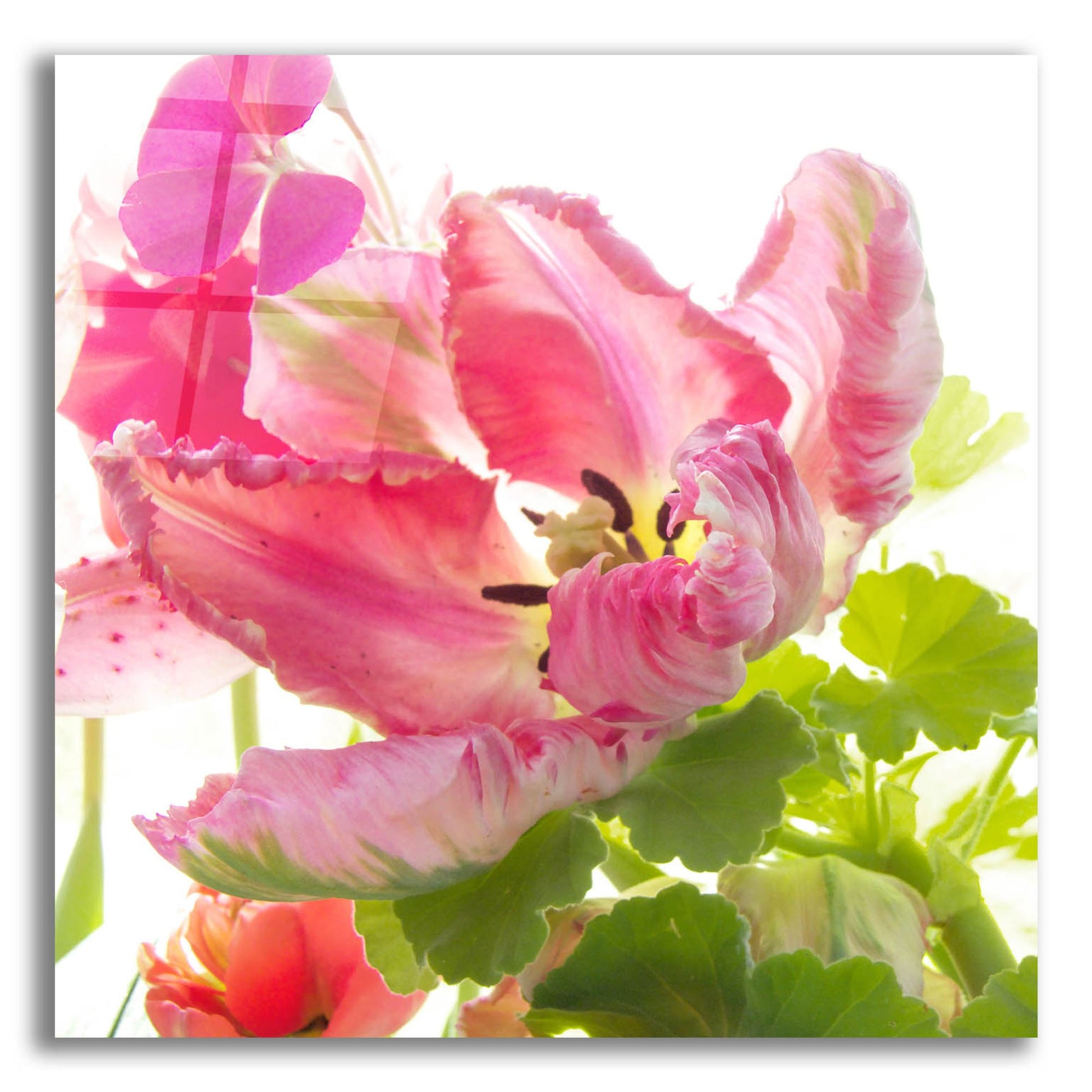 Epic Art ' Parrot Tulip One' by Judy Stalus, Acrylic Glass Wall Art