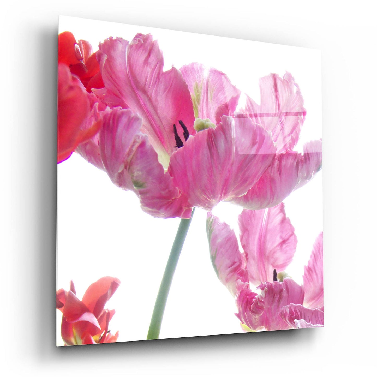 Epic Art ' Parrot Tulips' by Judy Stalus, Acrylic Glass Wall Art,12x12