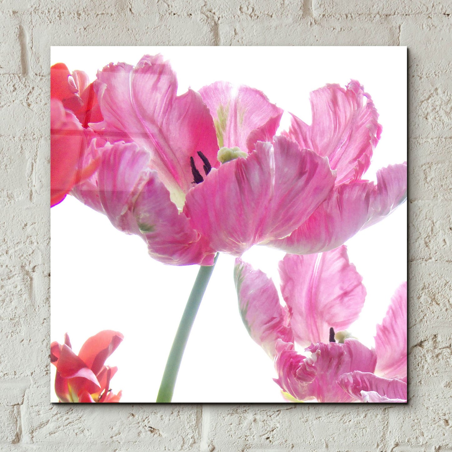 Epic Art ' Parrot Tulips' by Judy Stalus, Acrylic Glass Wall Art,12x12