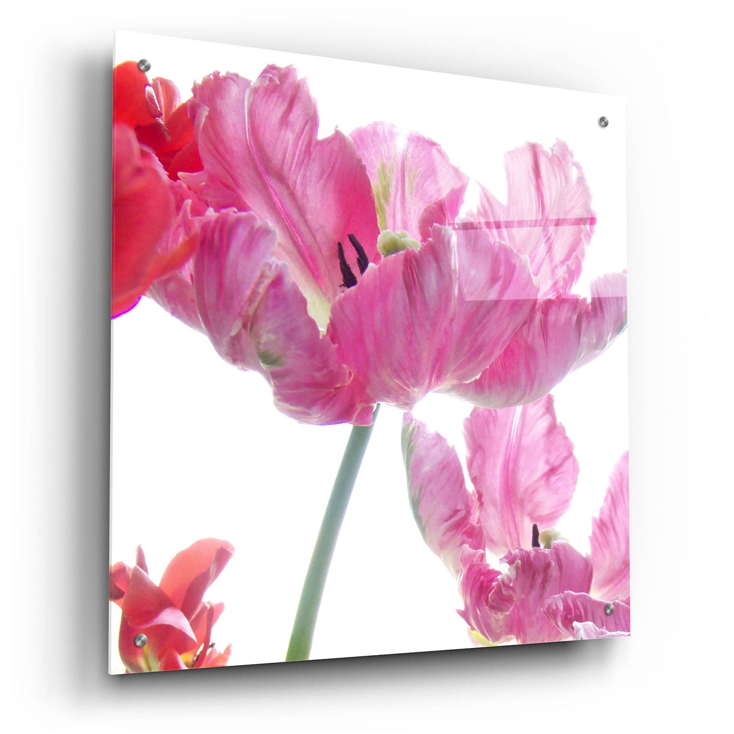 Epic Art ' Parrot Tulips' by Judy Stalus, Acrylic Glass Wall Art,24x24