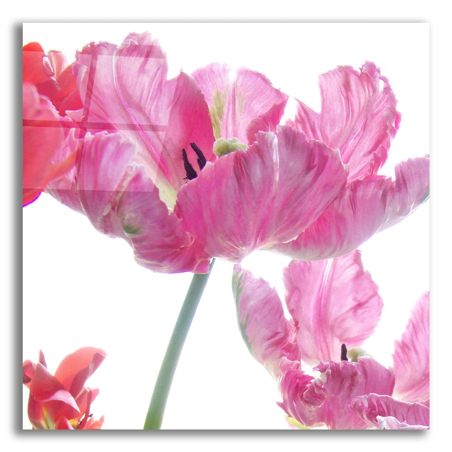 Epic Art ' Parrot Tulips' by Judy Stalus, Acrylic Glass Wall Art