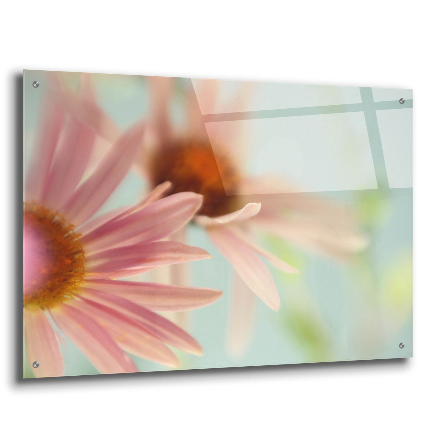 Epic Art ' Daisy Days' by Judy Stalus, Acrylic Glass Wall Art,36x24