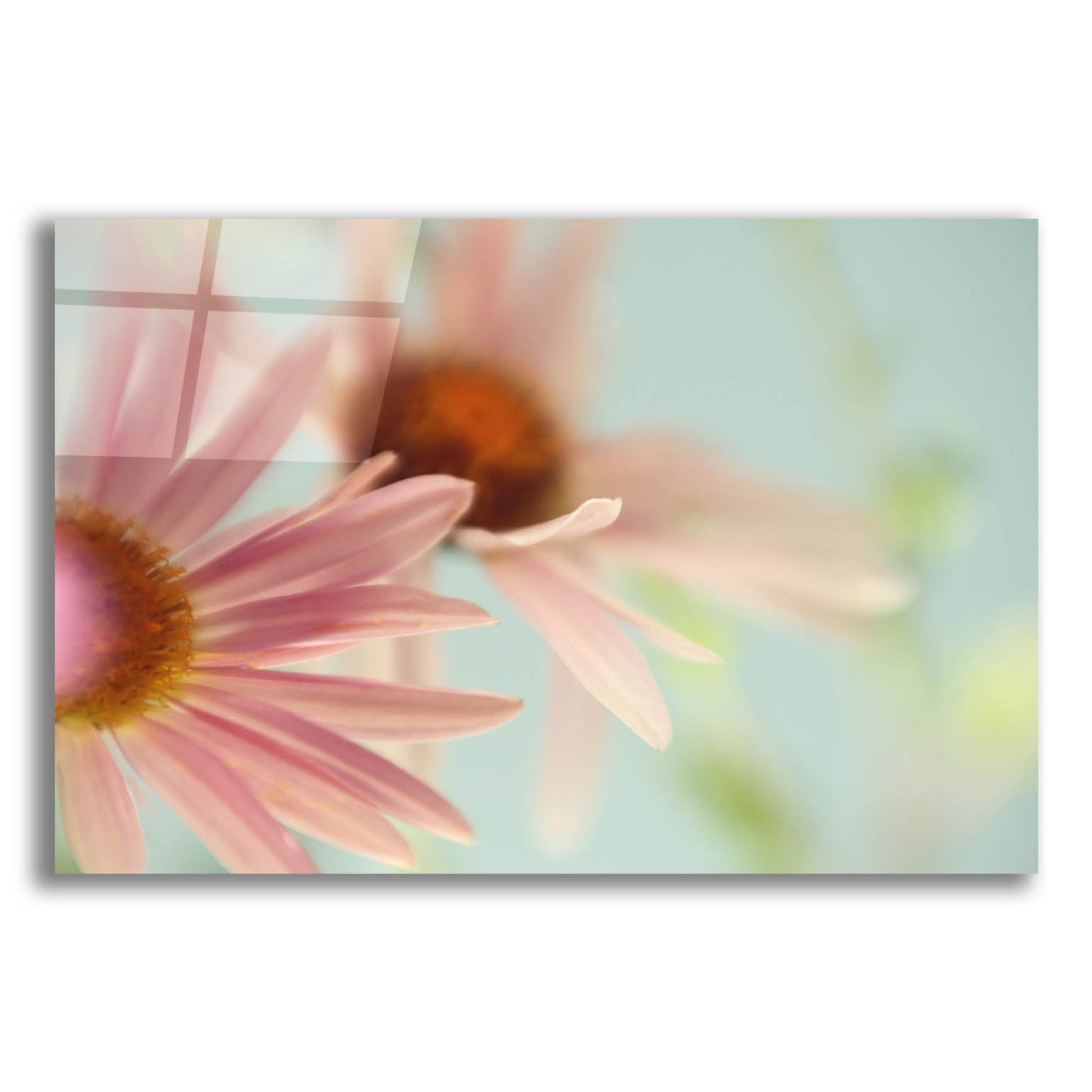 Epic Art ' Daisy Days' by Judy Stalus, Acrylic Glass Wall Art