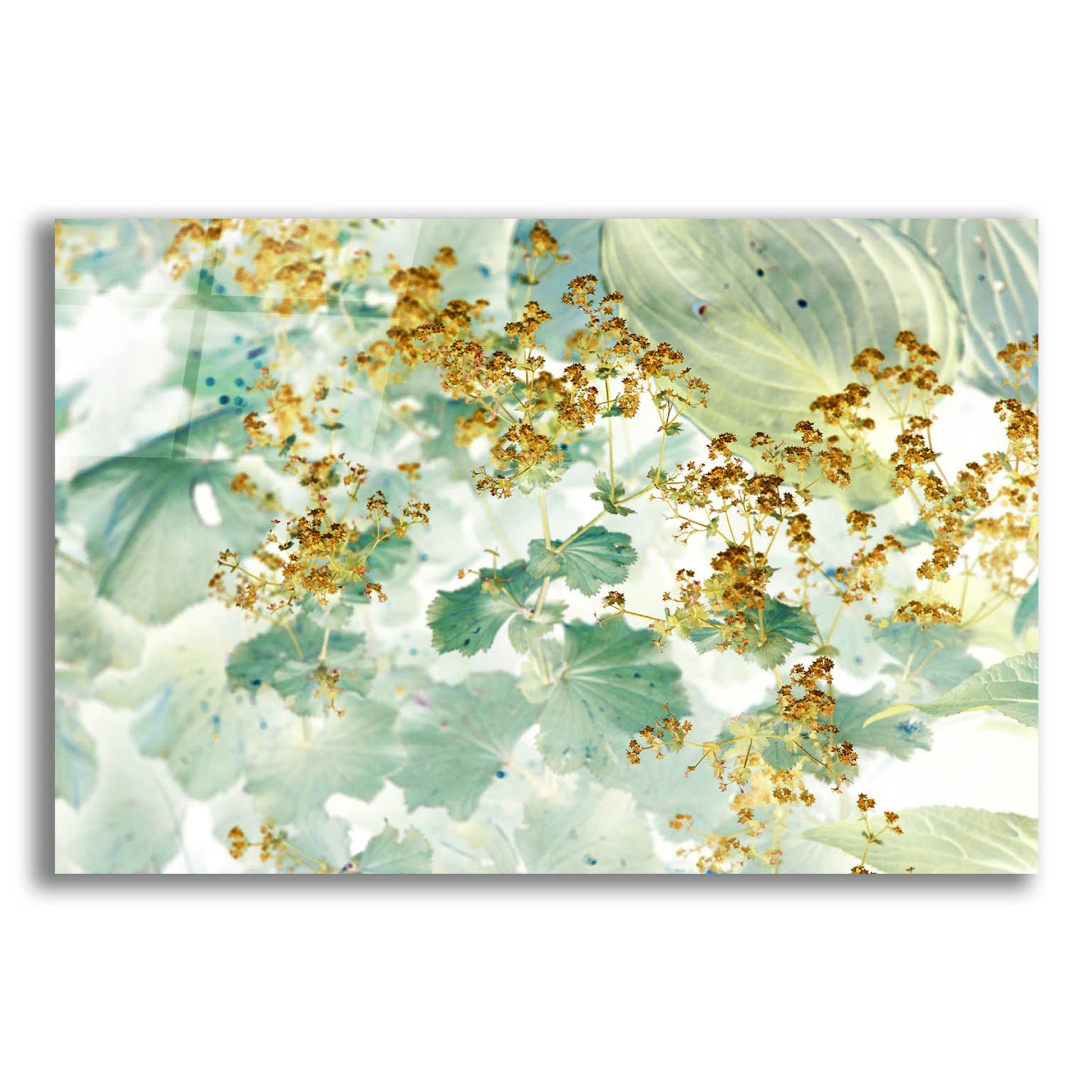 Epic Art ' Golden Lady's Mantle' by Judy Stalus, Acrylic Glass Wall Art,24x16