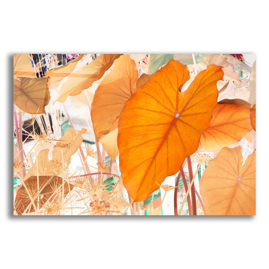 Epic Art ' Elephant Ears' by Judy Stalus, Acrylic Glass Wall Art