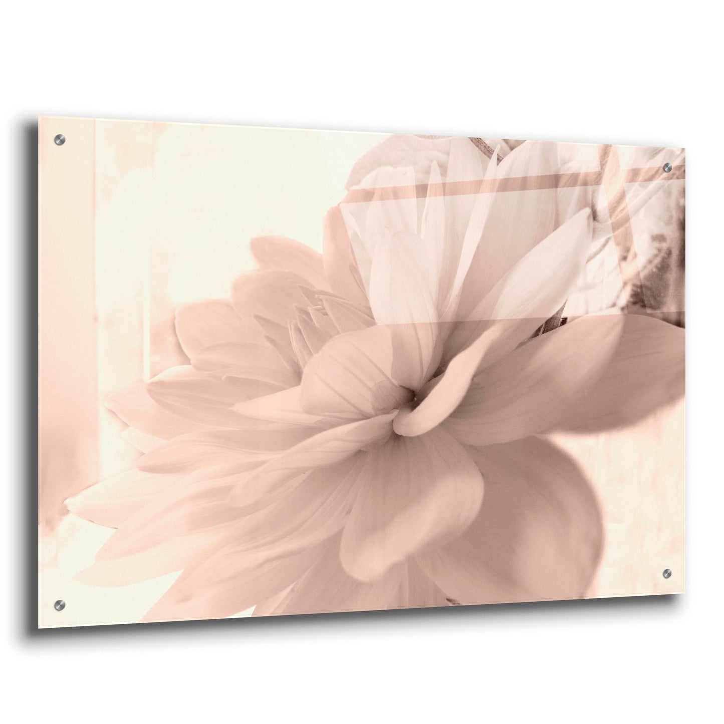 Epic Art ' Pink Dahlia 1' by Judy Stalus, Acrylic Glass Wall Art,36x24