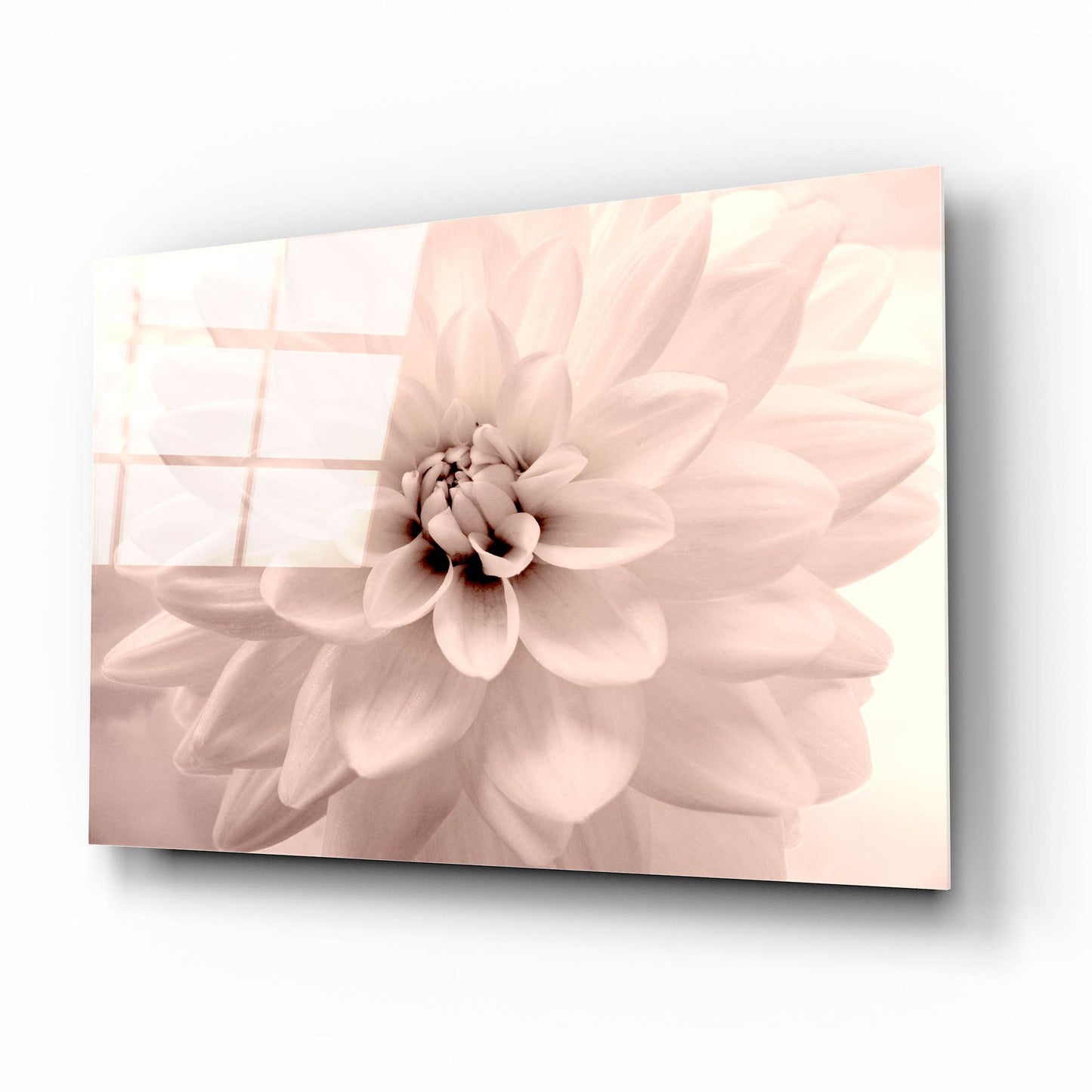 Epic Art ' Pink Dahlia 2' by Judy Stalus, Acrylic Glass Wall Art,16x12