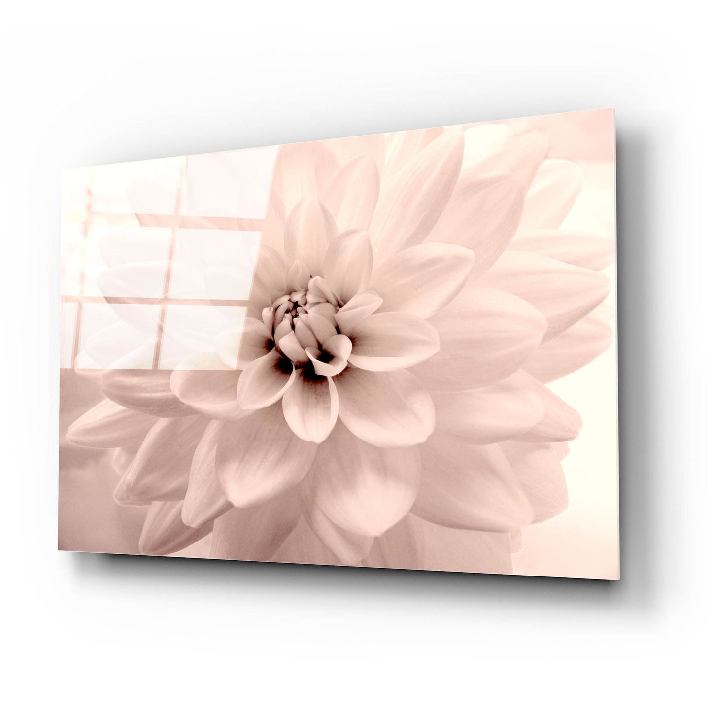 Epic Art ' Pink Dahlia 2' by Judy Stalus, Acrylic Glass Wall Art,24x16