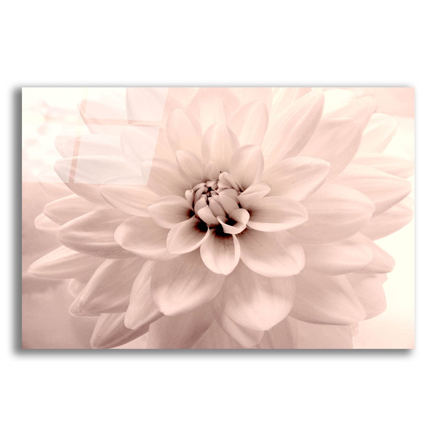 Epic Art ' Pink Dahlia 2' by Judy Stalus, Acrylic Glass Wall Art,24x16