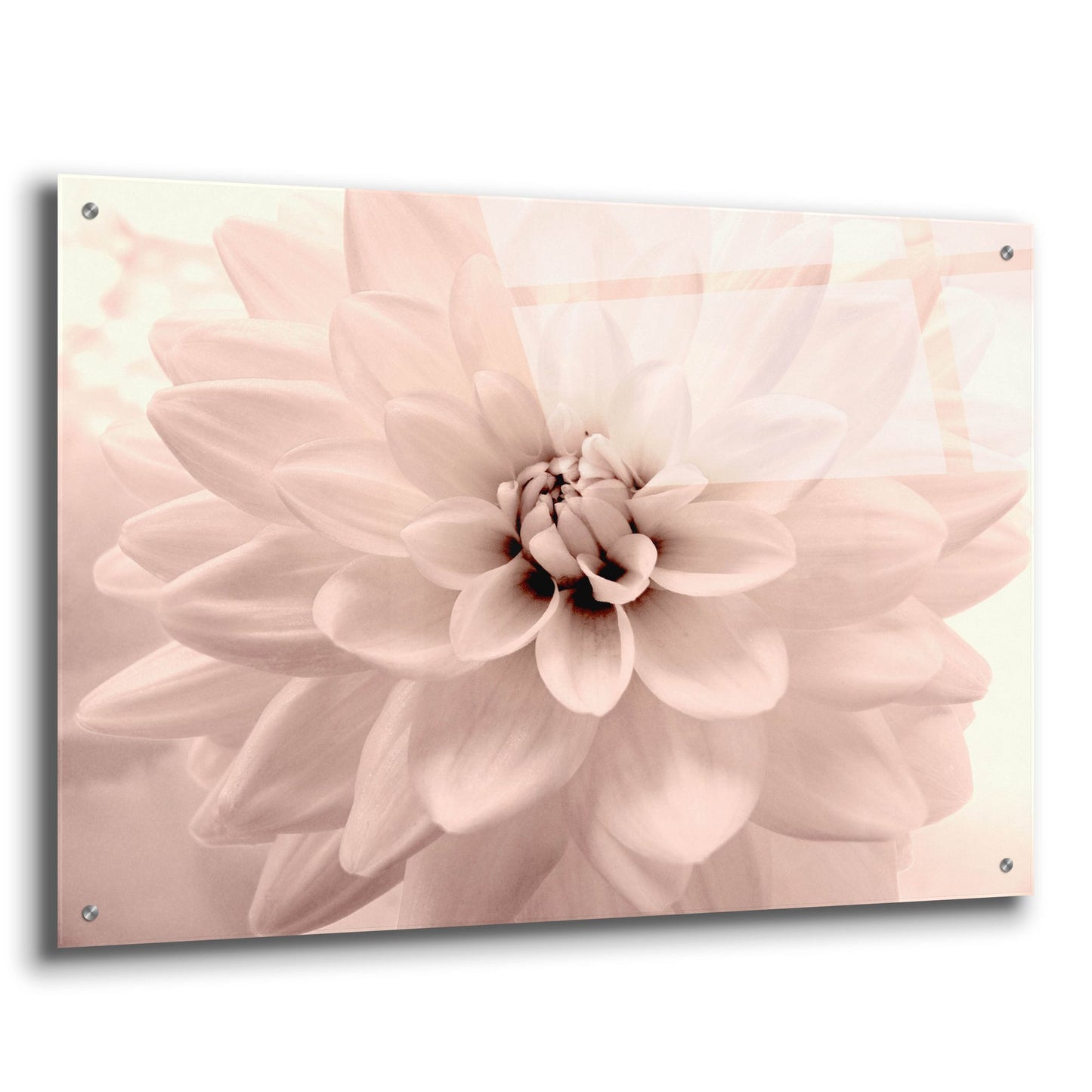 Epic Art ' Pink Dahlia 2' by Judy Stalus, Acrylic Glass Wall Art,36x24