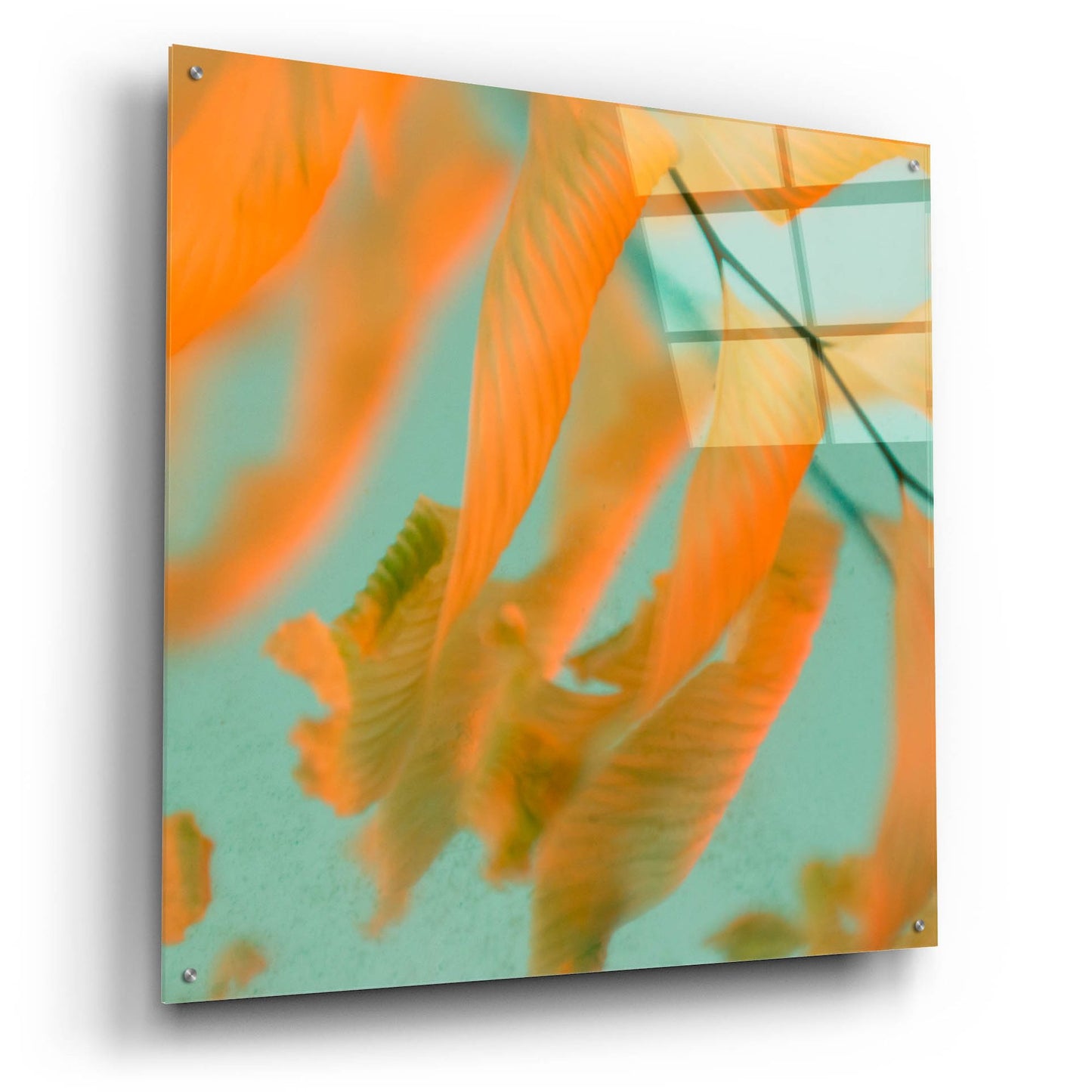 Epic Art ' Fern Dance 1' by Judy Stalus, Acrylic Glass Wall Art,36x36