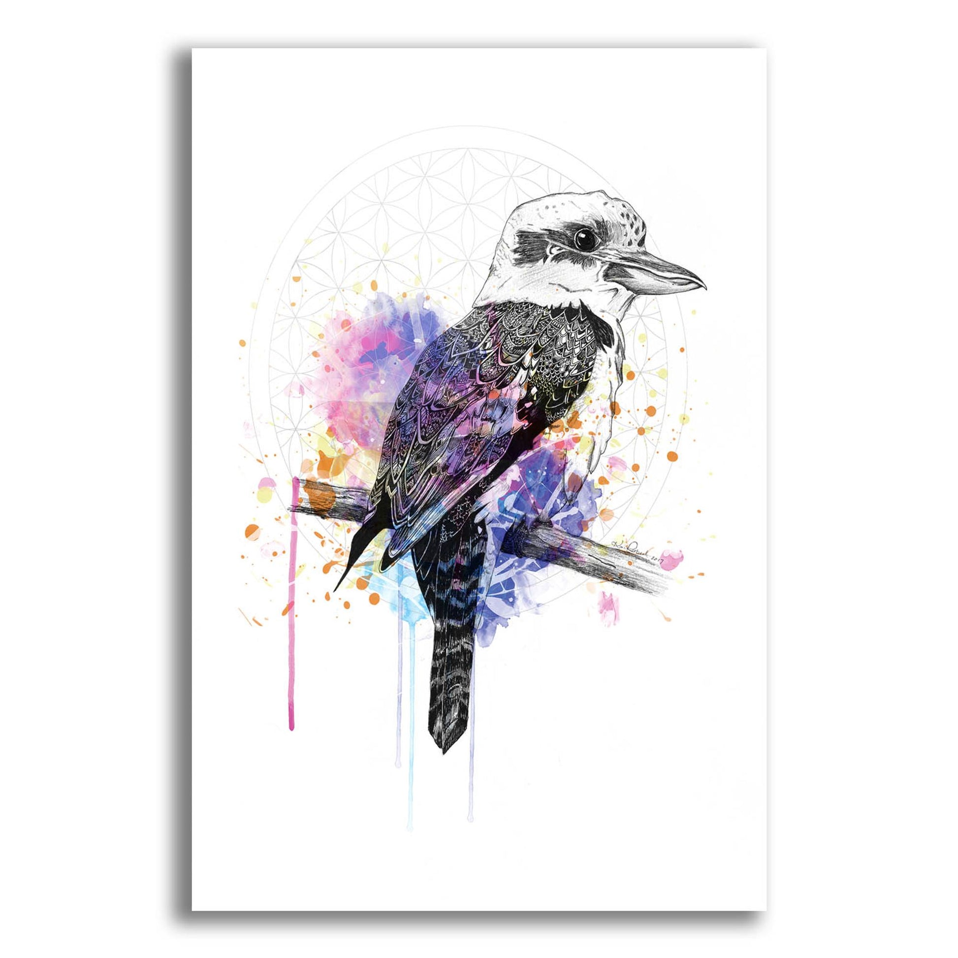 Epic Art ' Kookaburra' by Karin Roberts, Acrylic Glass Wall Art