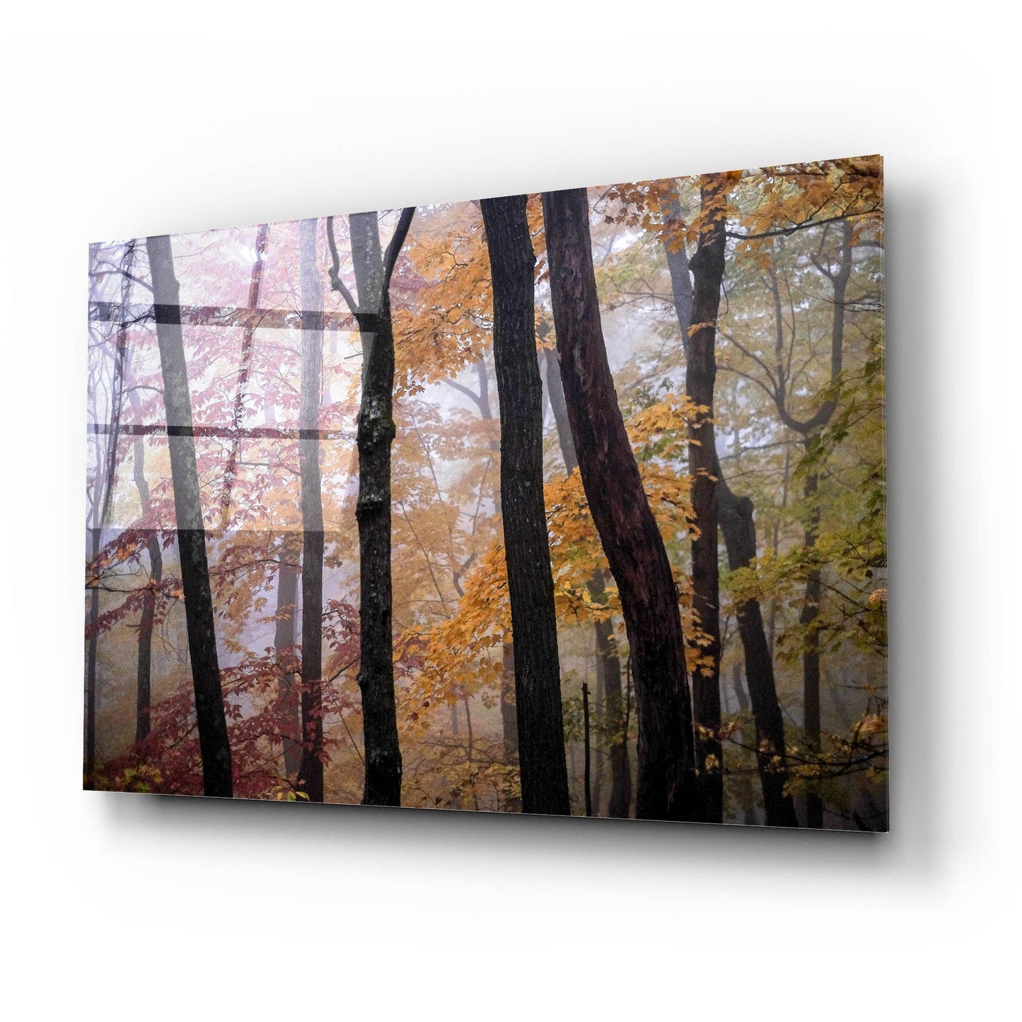 Epic Art ' October Trees' by Kelly Sinclair, Acrylic Glass Wall Art,24x16