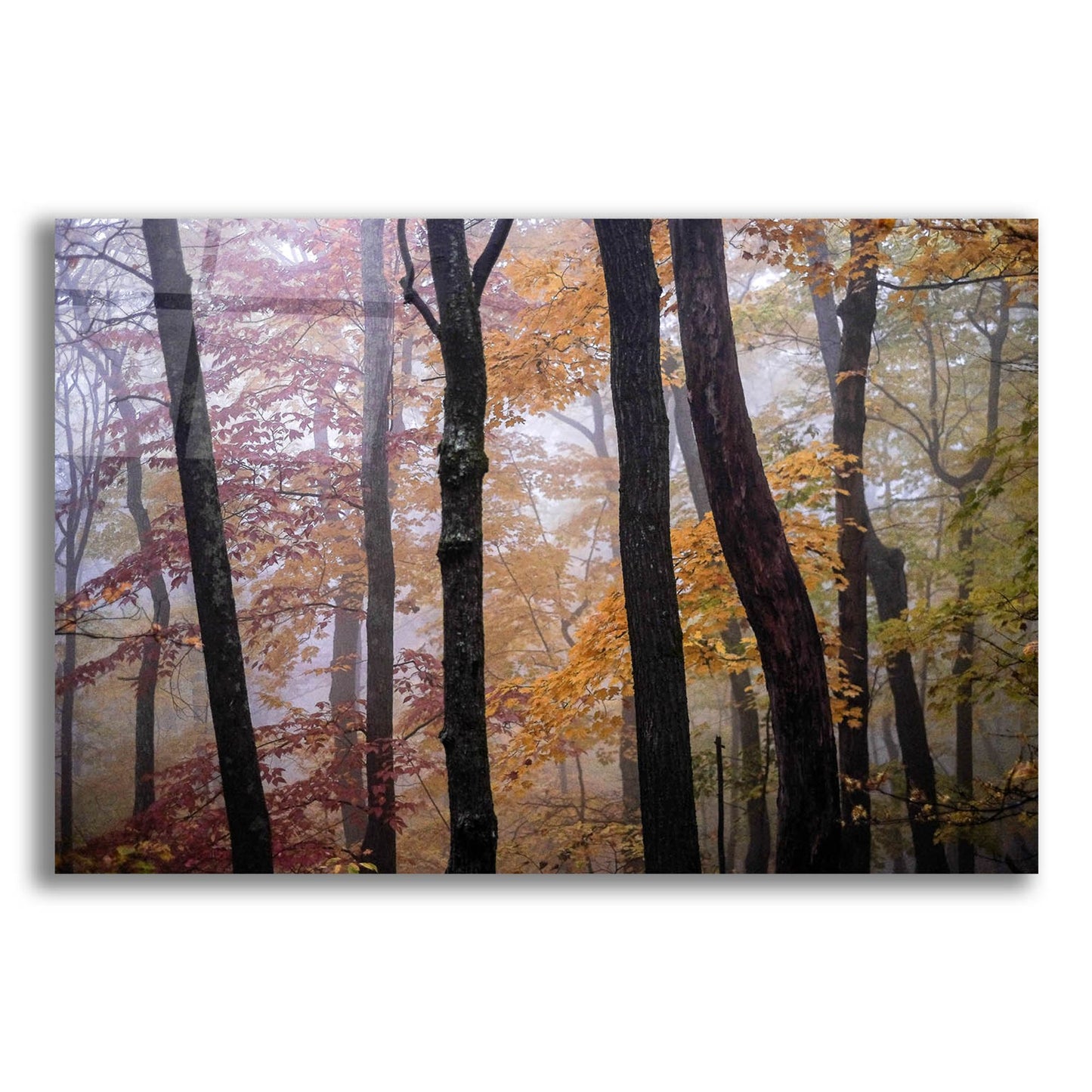 Epic Art ' October Trees' by Kelly Sinclair, Acrylic Glass Wall Art,24x16