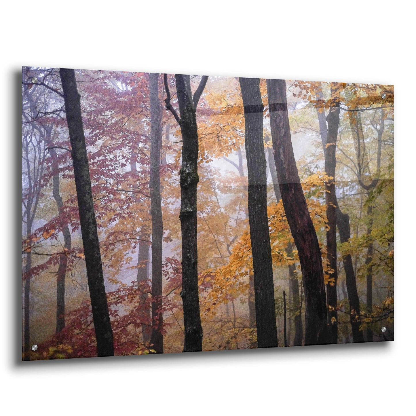 Epic Art ' October Trees' by Kelly Sinclair, Acrylic Glass Wall Art,36x24