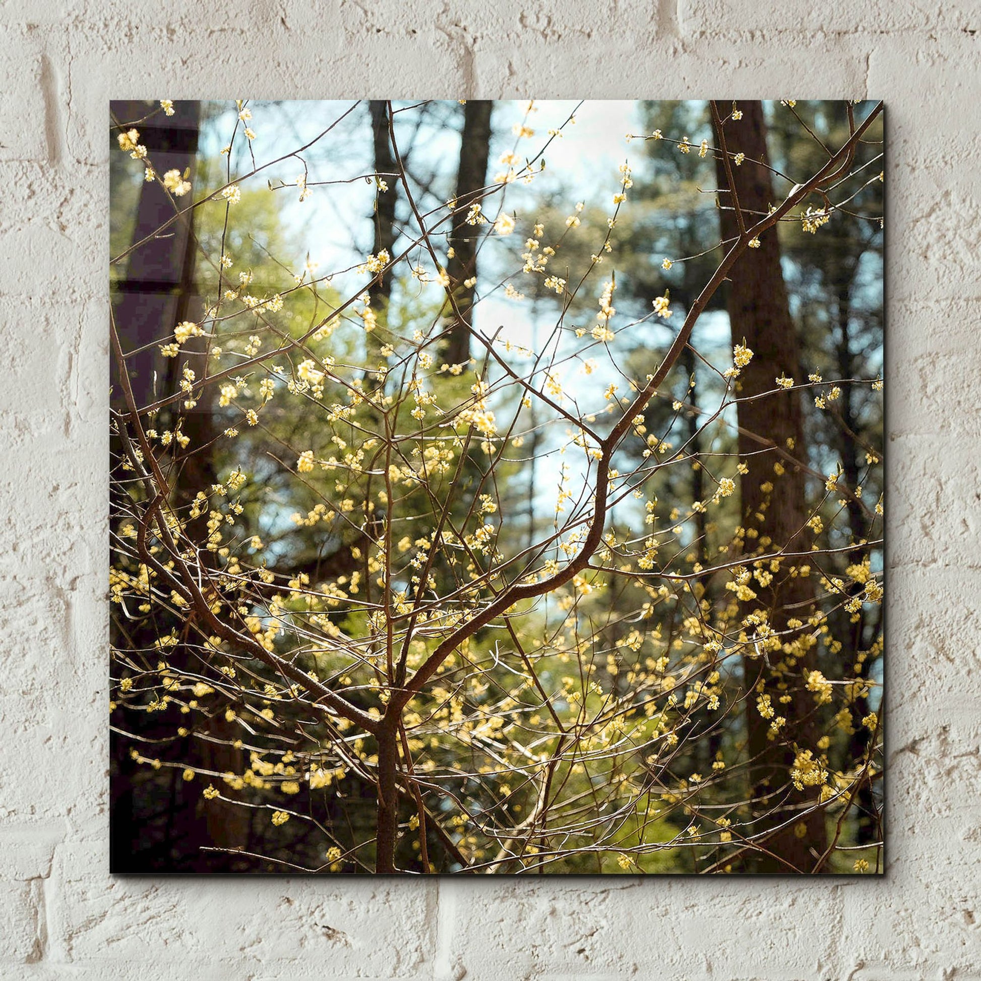 Epic Art ' Spring' by Kelly Sinclair, Acrylic Glass Wall Art,12x12