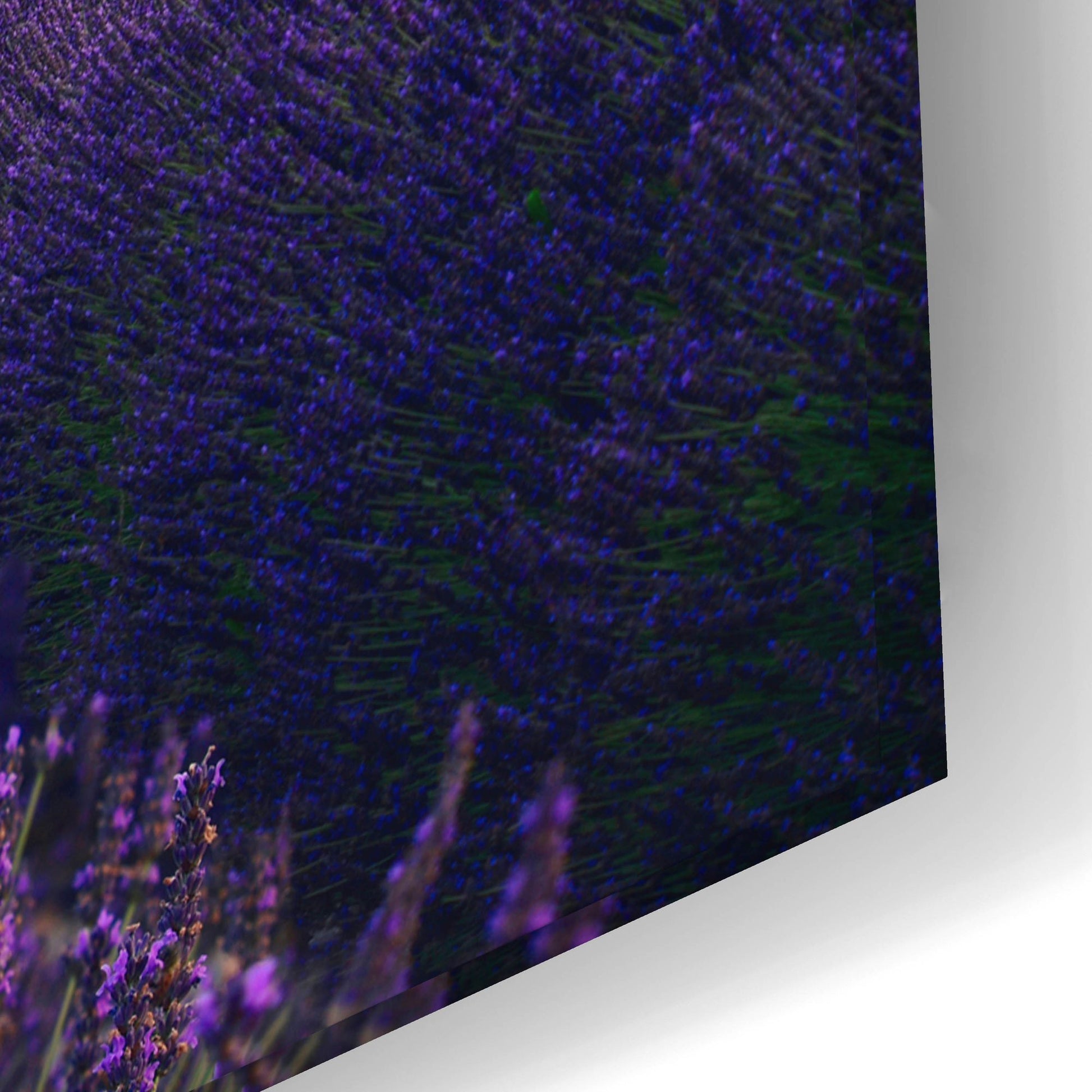 Epic Art ' For the Love of Lavender' by Lee Sie, Acrylic Glass Wall Art,24x16