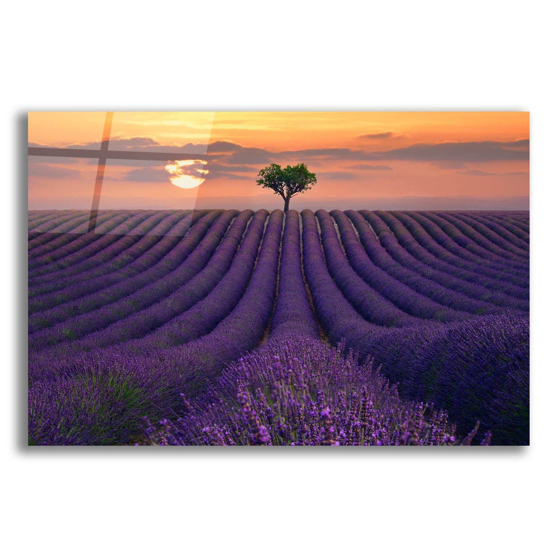 Epic Art ' For the Love of Lavender' by Lee Sie, Acrylic Glass Wall Art,24x16