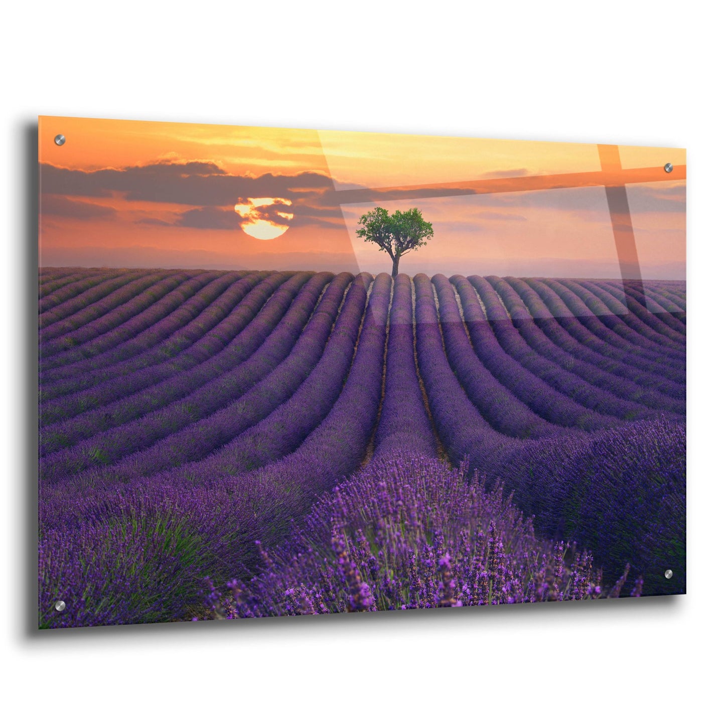 Epic Art ' For the Love of Lavender' by Lee Sie, Acrylic Glass Wall Art,36x24