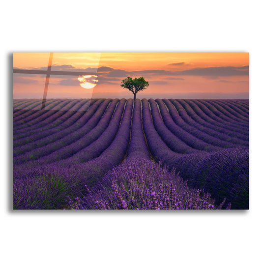 Epic Art ' For the Love of Lavender' by Lee Sie, Acrylic Glass Wall Art