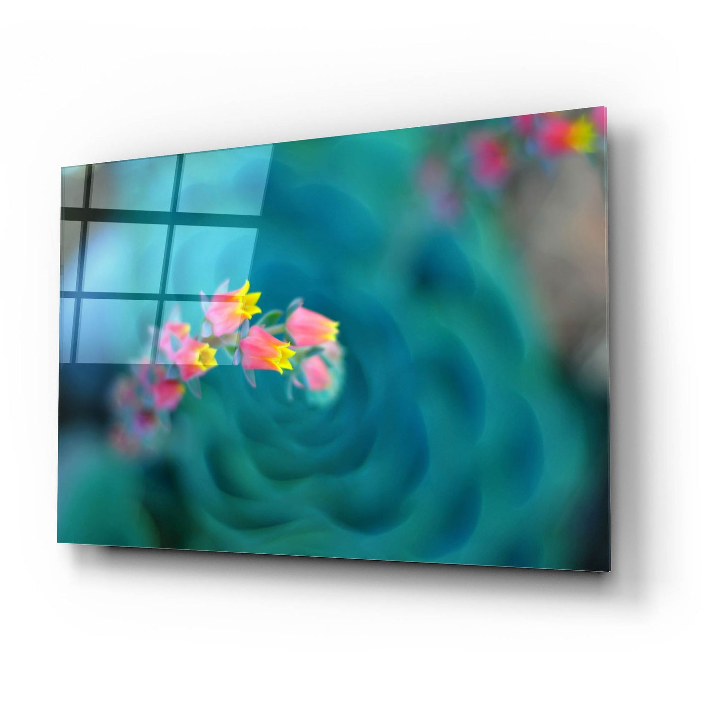 Epic Art ' Rosularia' by Lee Sie, Acrylic Glass Wall Art,24x16