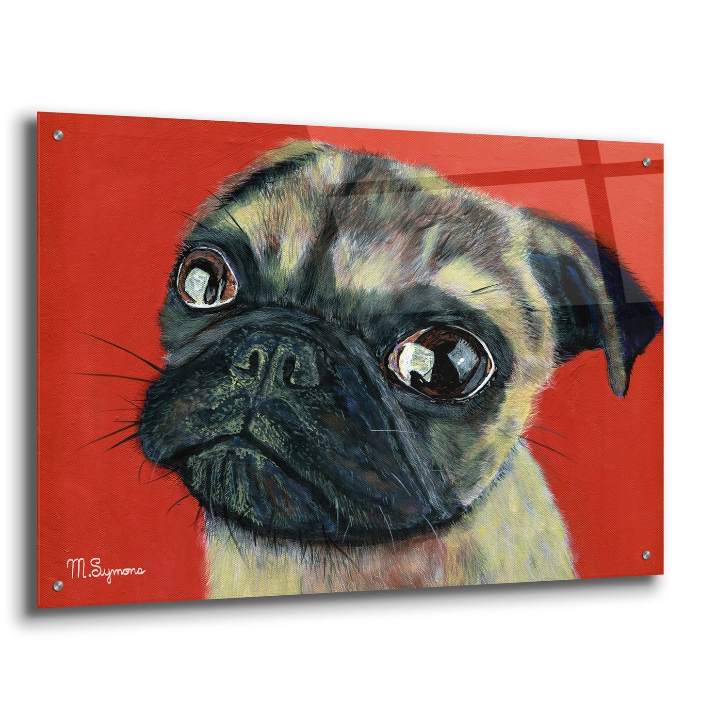 Epic Art ' Pugly' by Melissa Symons, Acrylic Glass Wall Art,36x24