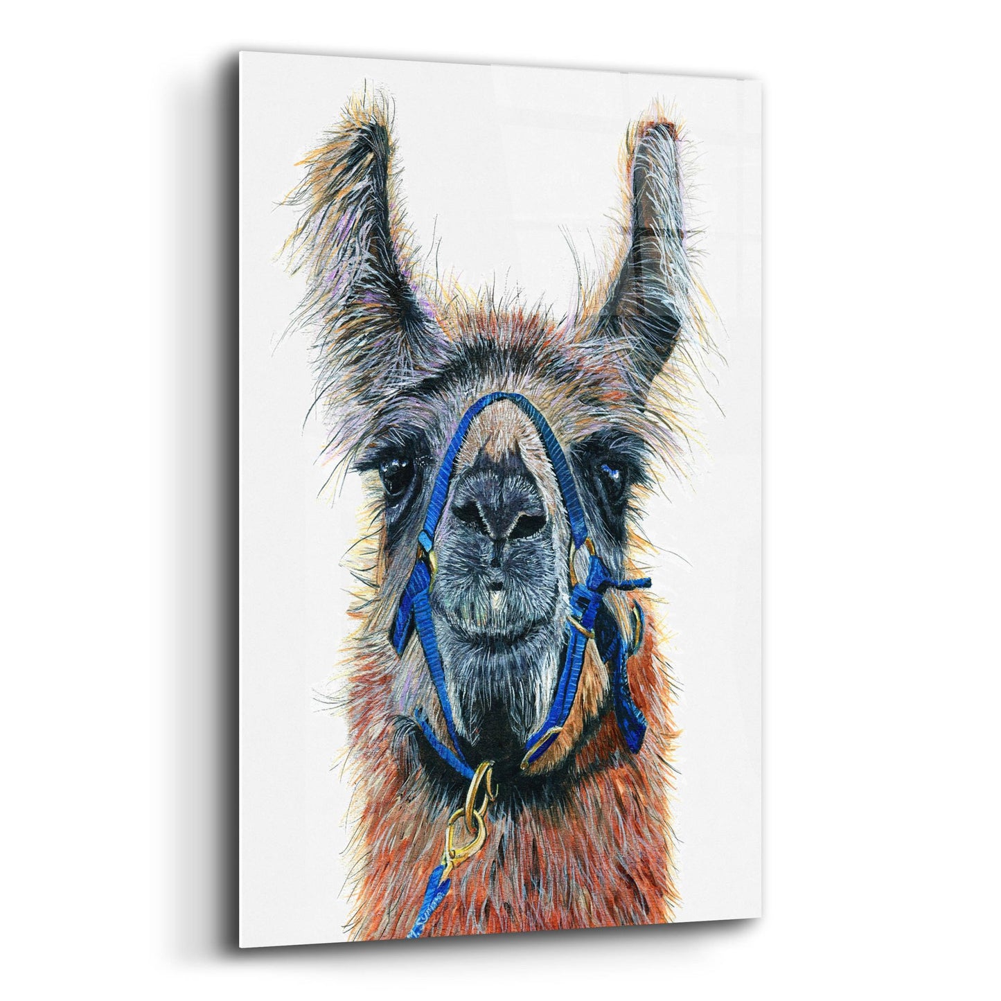 Epic Art ' Dalai Llama' by Melissa Symons, Acrylic Glass Wall Art,12x16