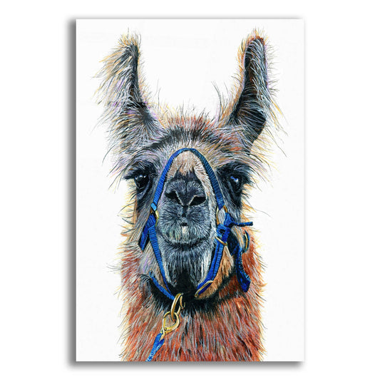 Epic Art ' Dalai Llama' by Melissa Symons, Acrylic Glass Wall Art