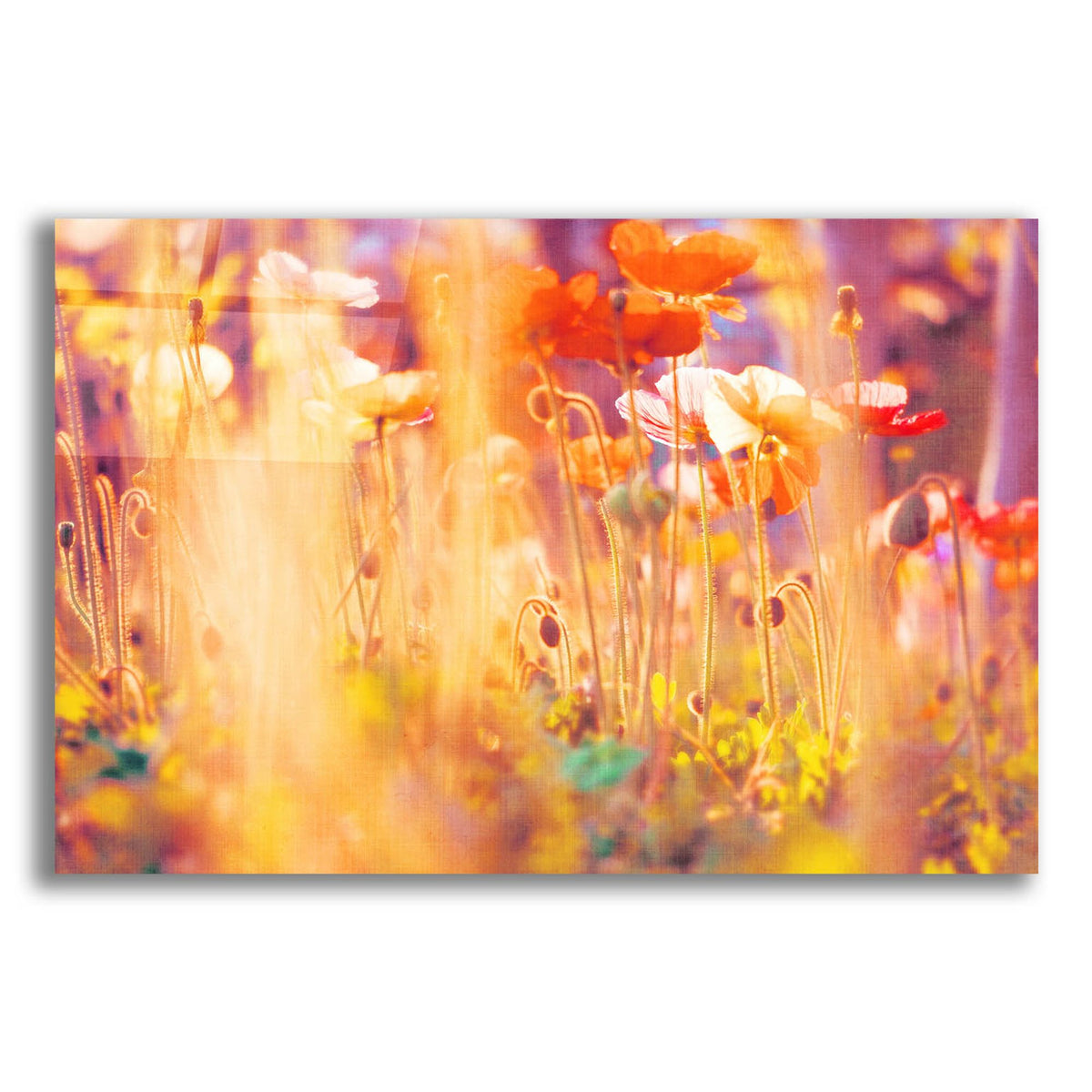 Epic Art ' I Am Alice' by Myan Soffia, Acrylic Glass Wall Art