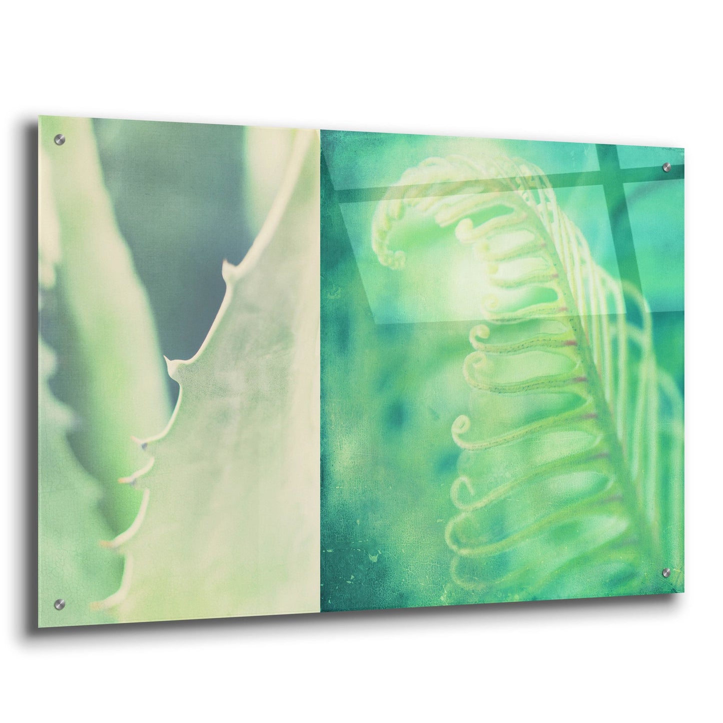 Epic Art ' Mint' by Myan Soffia, Acrylic Glass Wall Art,36x24