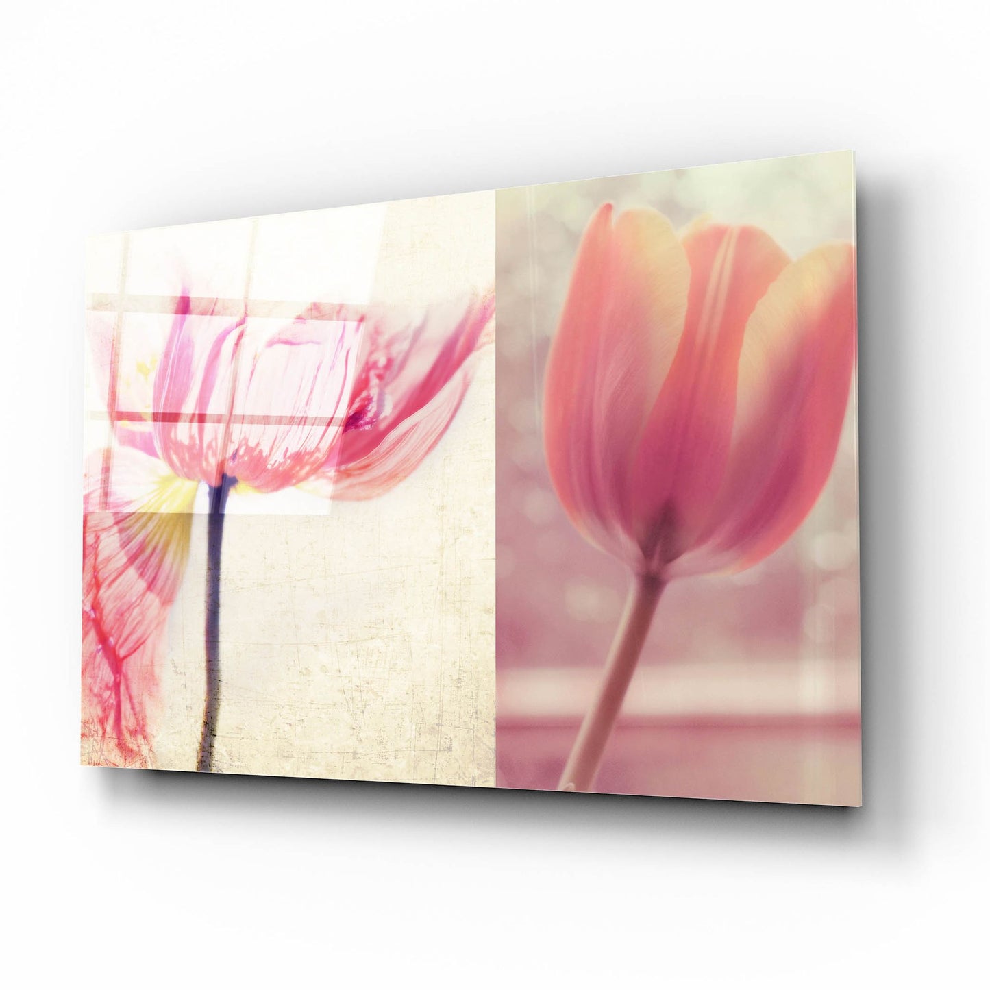 Epic Art ' Poppy & Tulip' by Myan Soffia, Acrylic Glass Wall Art,16x12