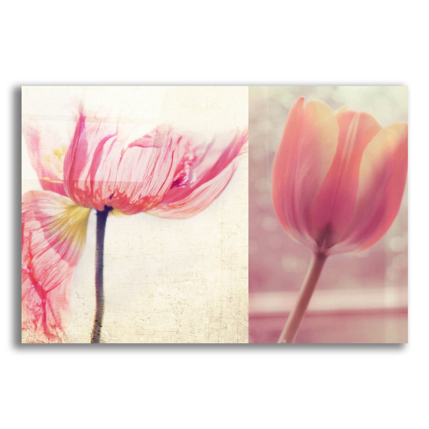 Epic Art ' Poppy & Tulip' by Myan Soffia, Acrylic Glass Wall Art,24x16